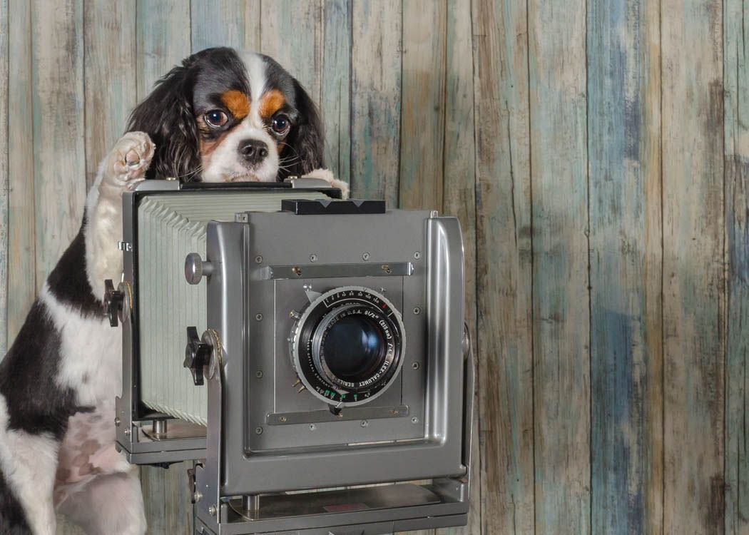 Curious spaniel dog peeking over vintage camera against weathered wooden background.