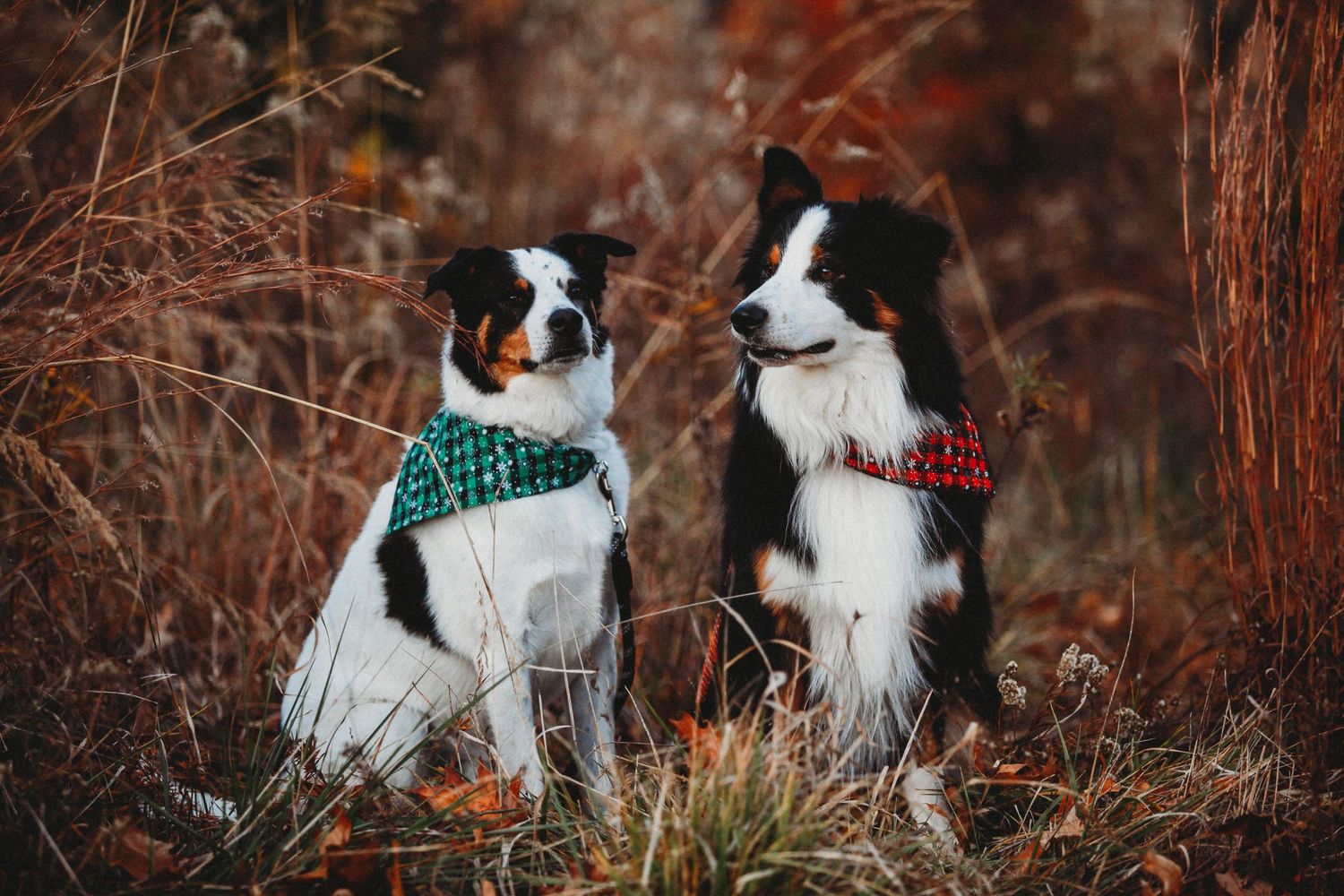 Border collies sitting attentively in tall grass during golden hour.