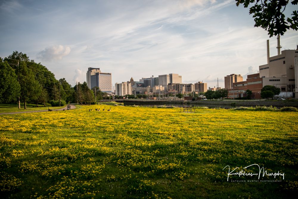 Urban skyline view across a field of yellow wildflowers in springtime.