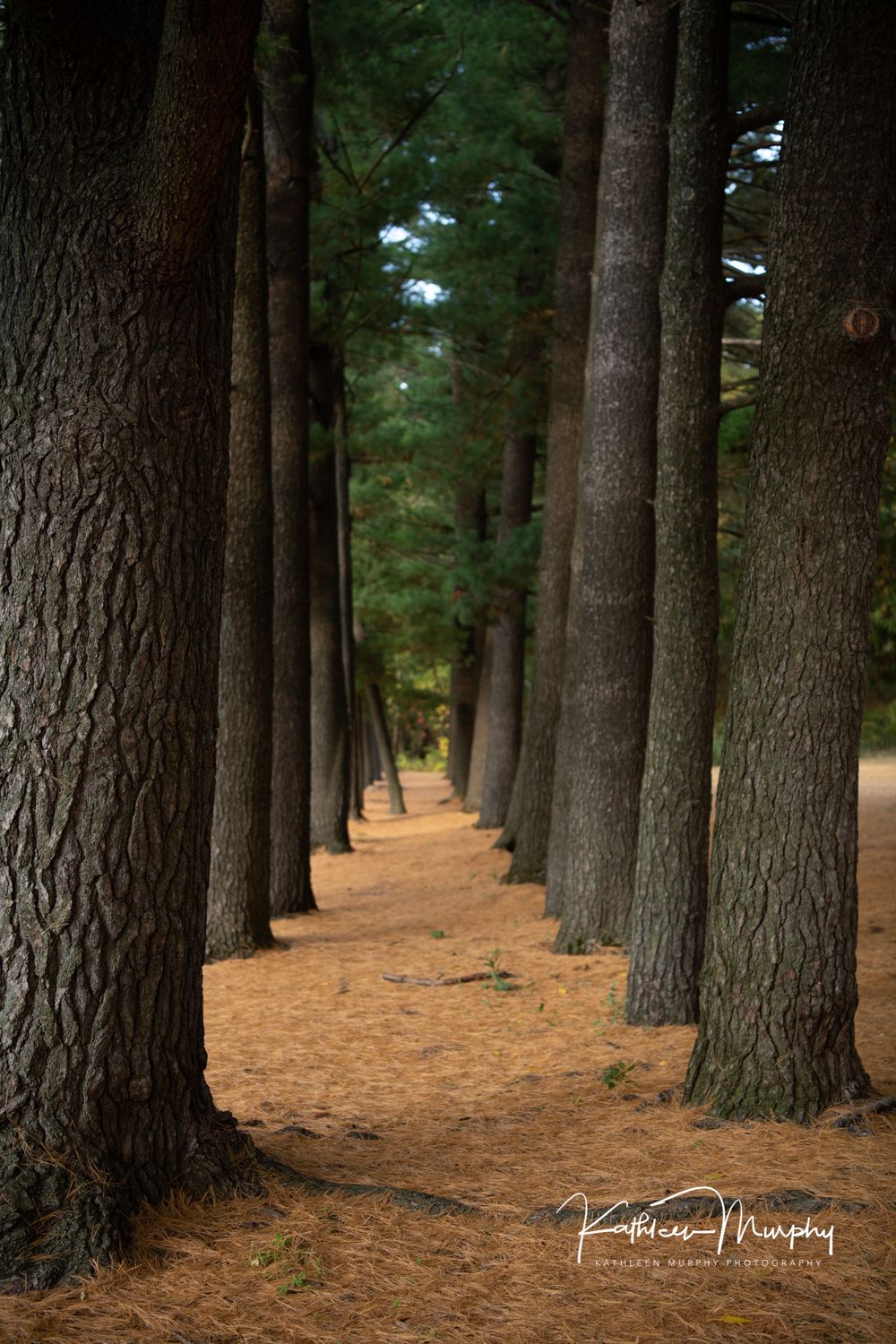 A serene path lined with tall pine trees creates a natural tunnel through the forest.