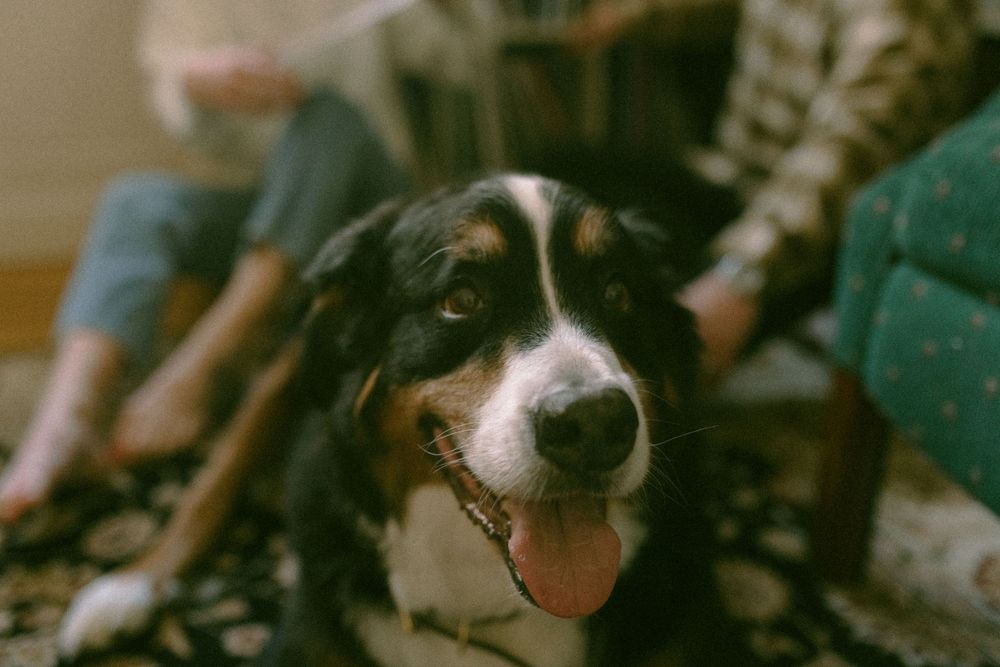 in home couples session with dog, in Grand Rapids michigan. cozy in home session. filmy family photos.