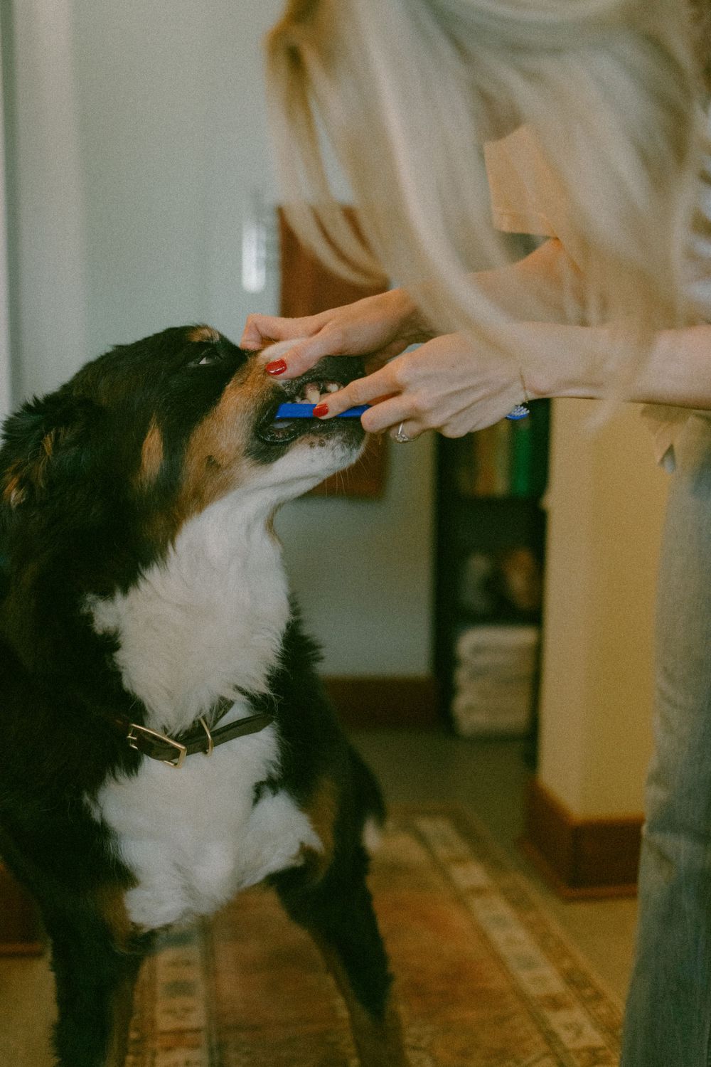 in home couples session with dog, in Grand Rapids michigan. cozy in home session. filmy family photos.
