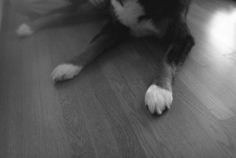 in home couples session with dog, in Grand Rapids michigan. cozy in home session. filmy family photos.