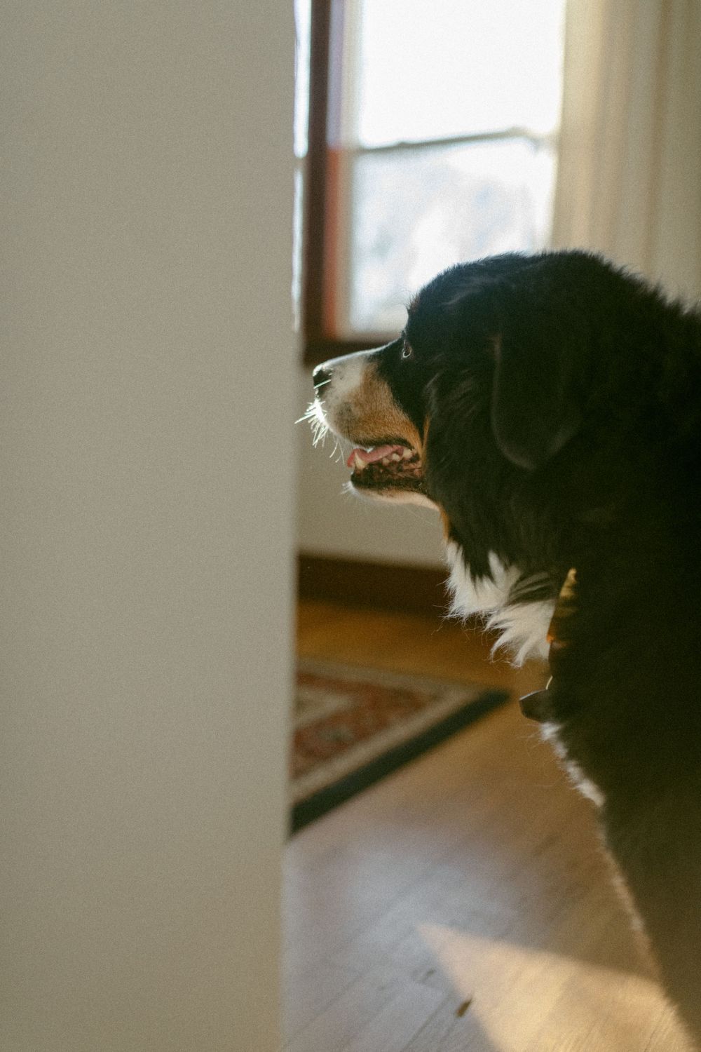 in home couples session with dog, in Grand Rapids michigan. cozy in home session. filmy family photos.