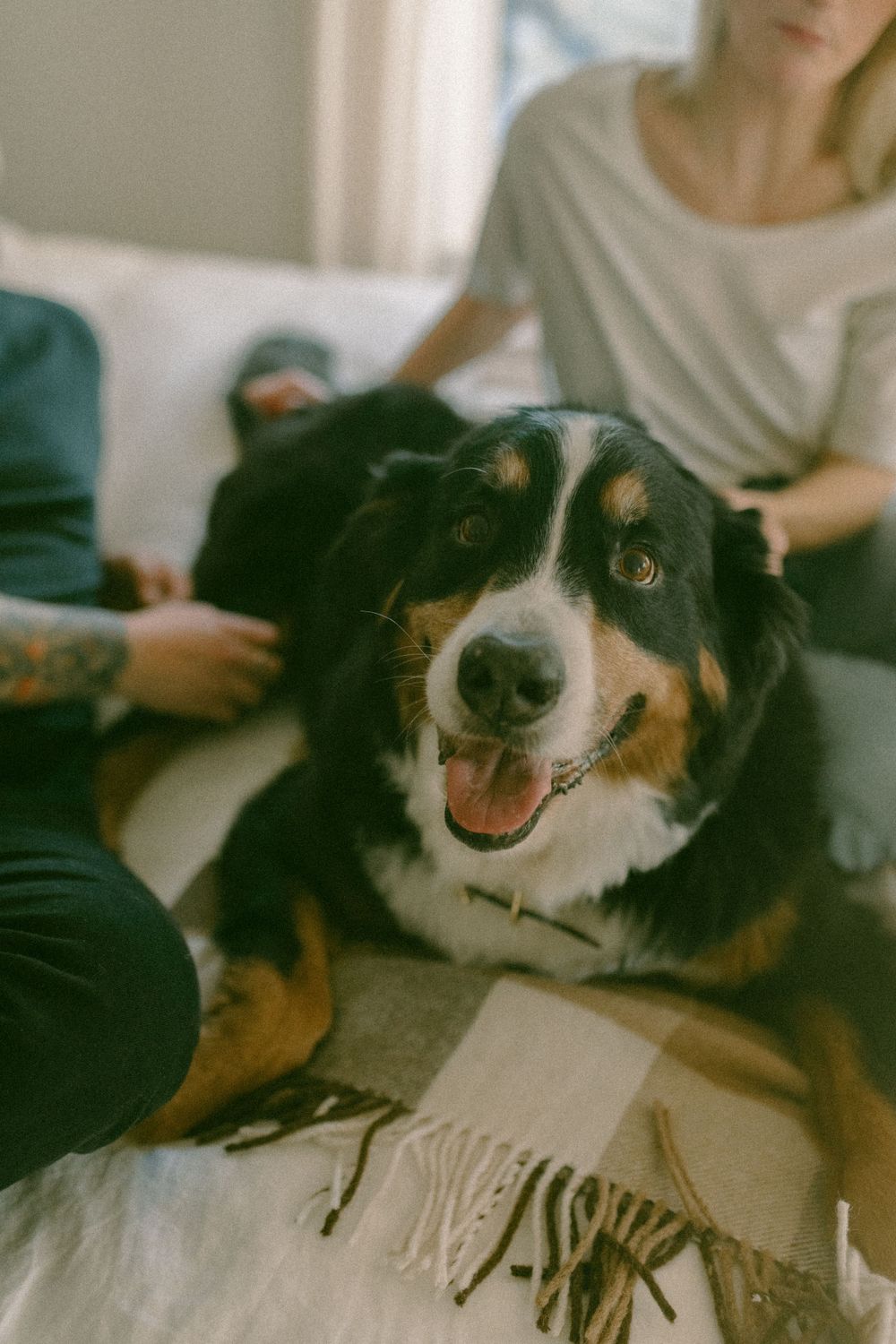 in home couples session with dog, in Grand Rapids michigan. cozy in home session. filmy family photos.