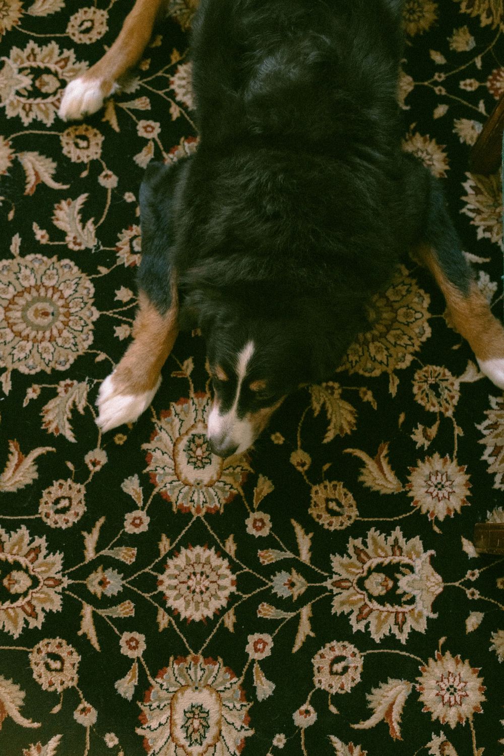 in home couples session with dog, in Grand Rapids michigan. cozy in home session. filmy family photos.