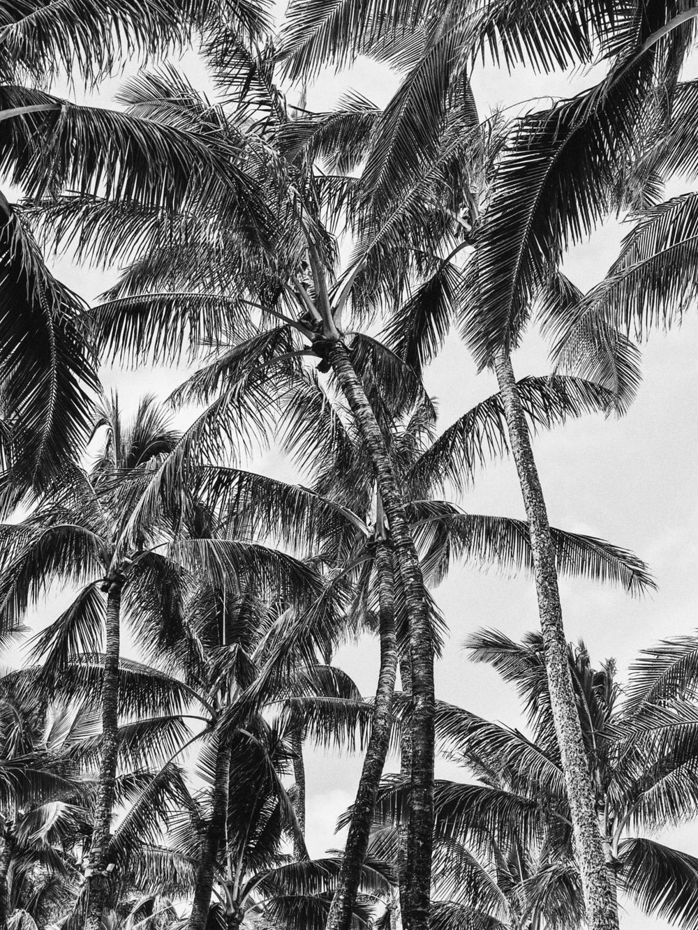 Black and white photograph of tall palm trees against a bright sky.