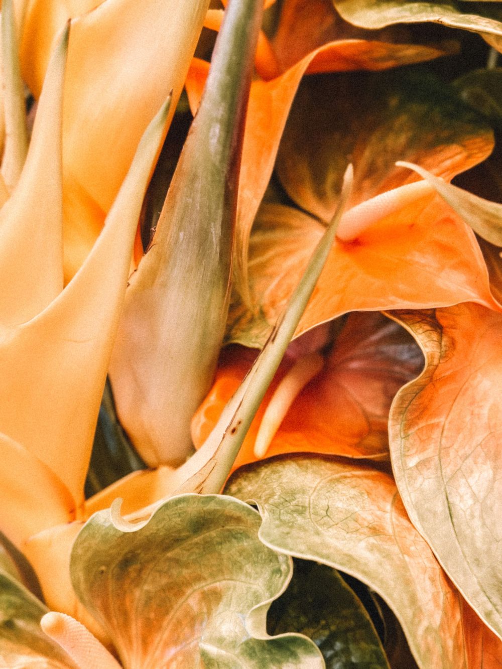 Close-up detail of orange heliconia flowers with dramatic lighting and shadows.