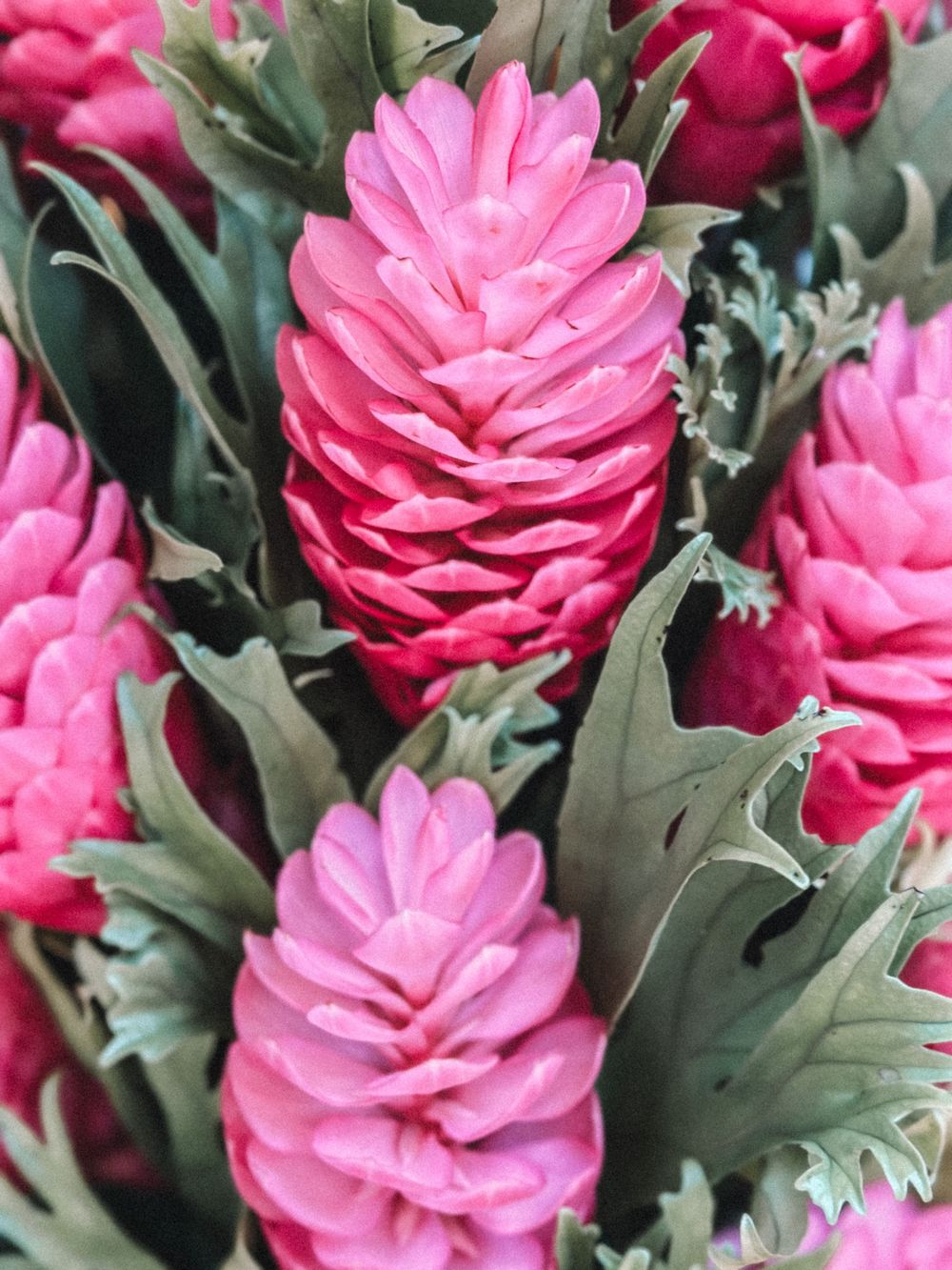 Vibrant pink ginger flowers with green foliage in a detailed macro photograph.