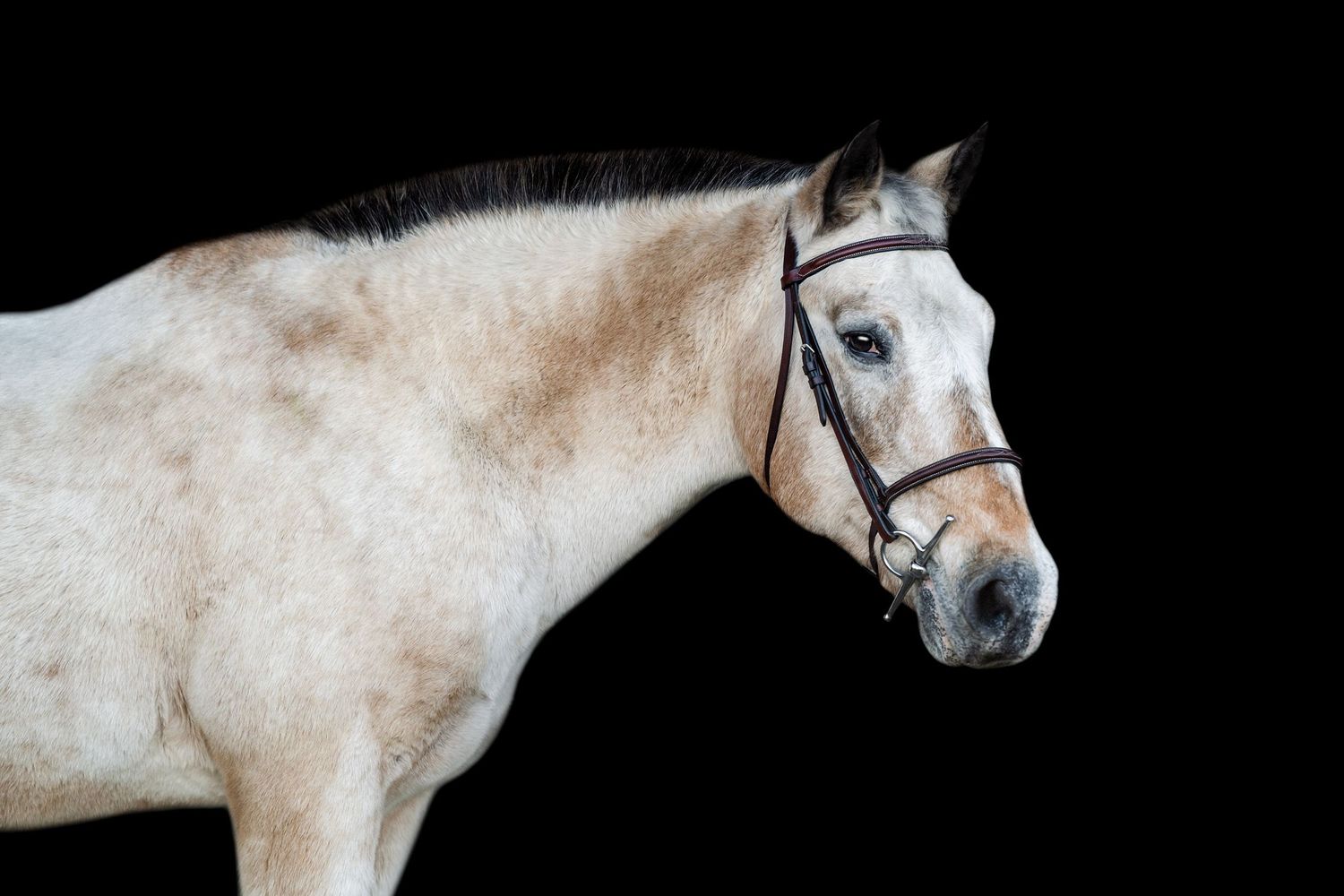 roan pony with roached mane, black background