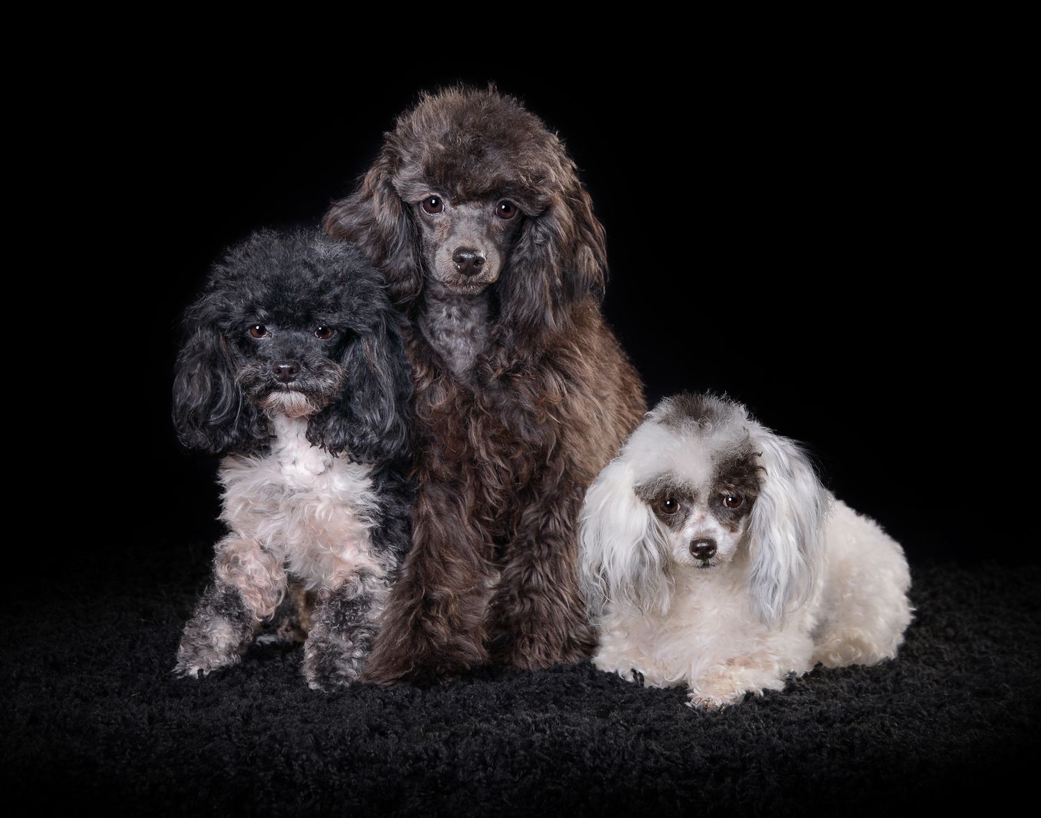 Three poodles of different colors sitting together against black background.