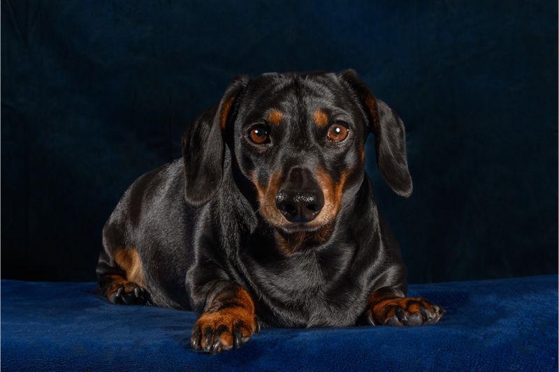 Studio portrait