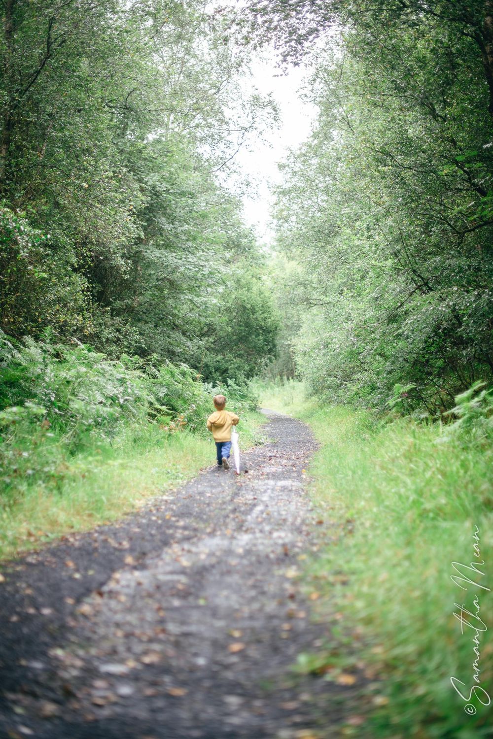 Bilberry walk Longford