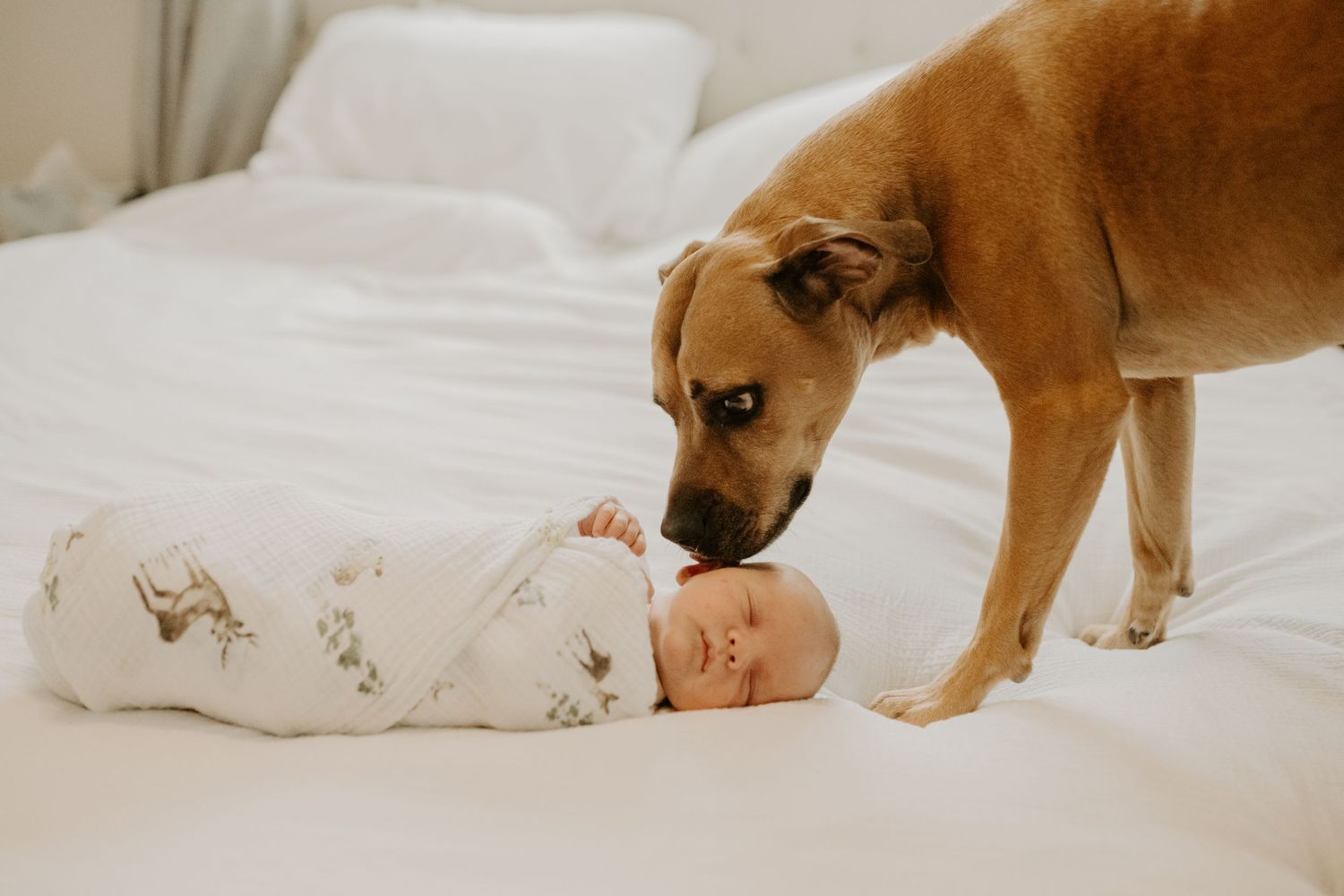 A baby lays swaddled on the bed while the dog sniffs the side of the baby's head.