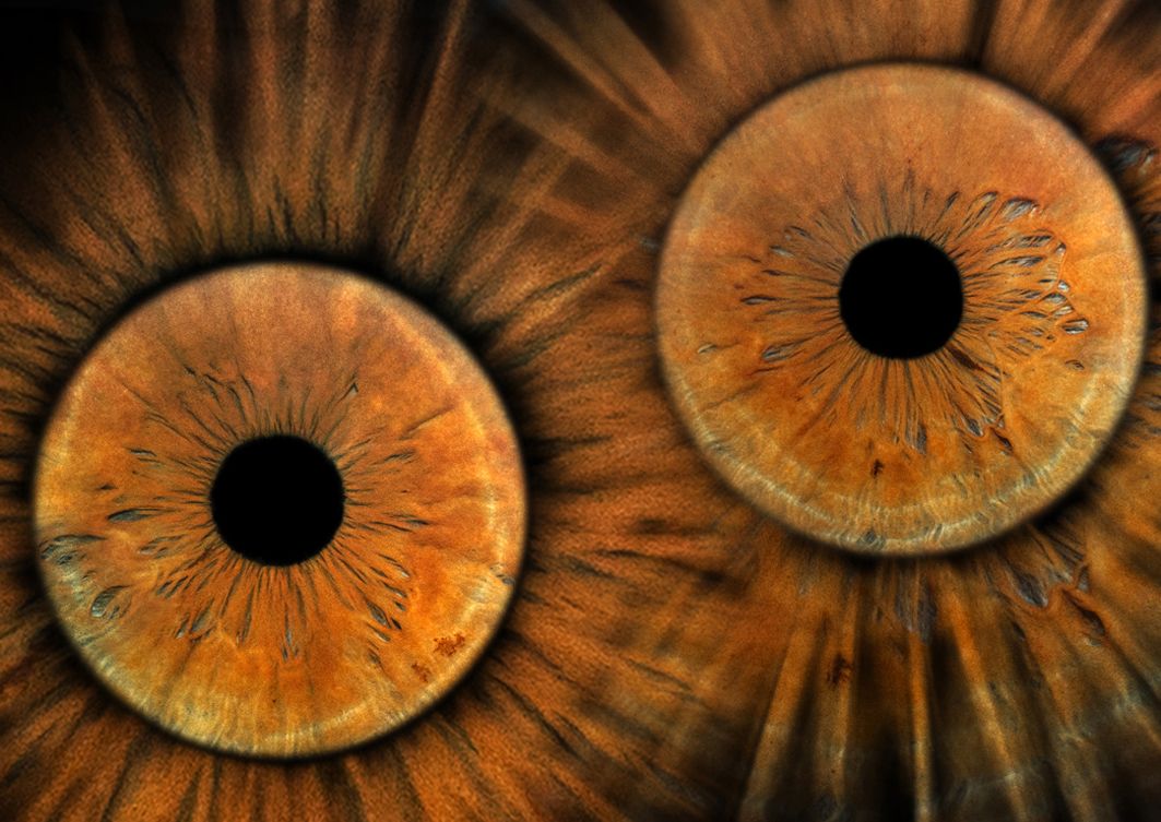 Tony Nicholson Iris macro photography