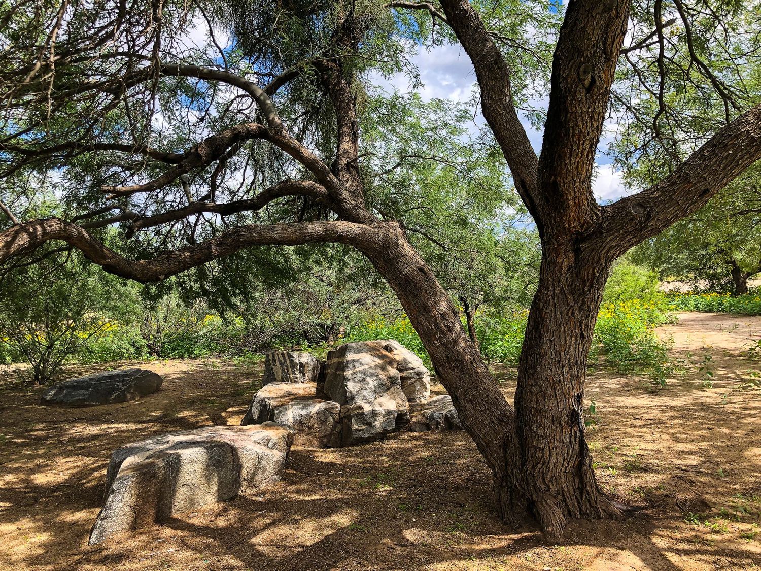 One of central Tucsons treasures is the Rio Vista Natural Resource Park.