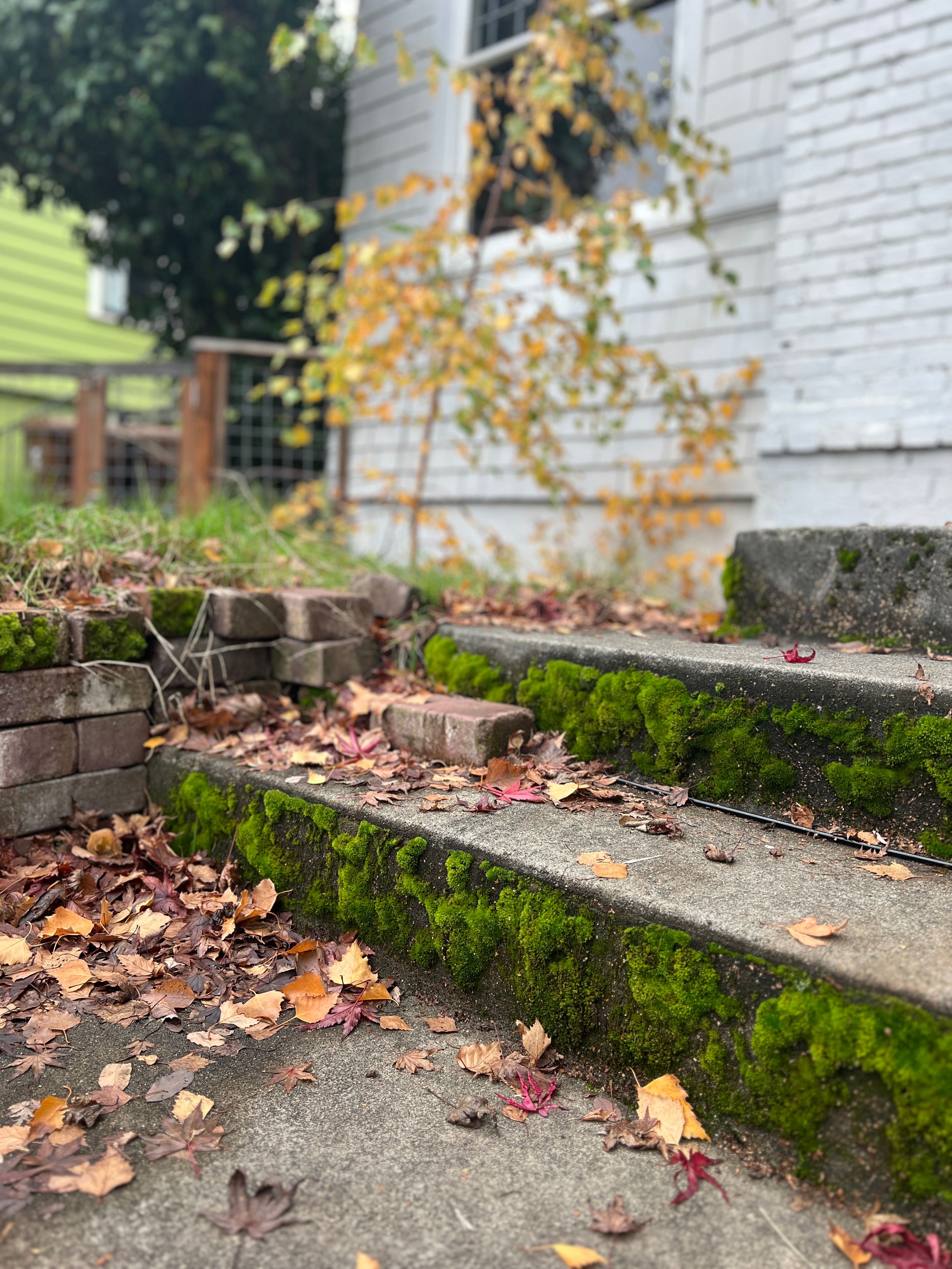 Stone retaining wall with moss and scattered fall leaves against white house exterior.