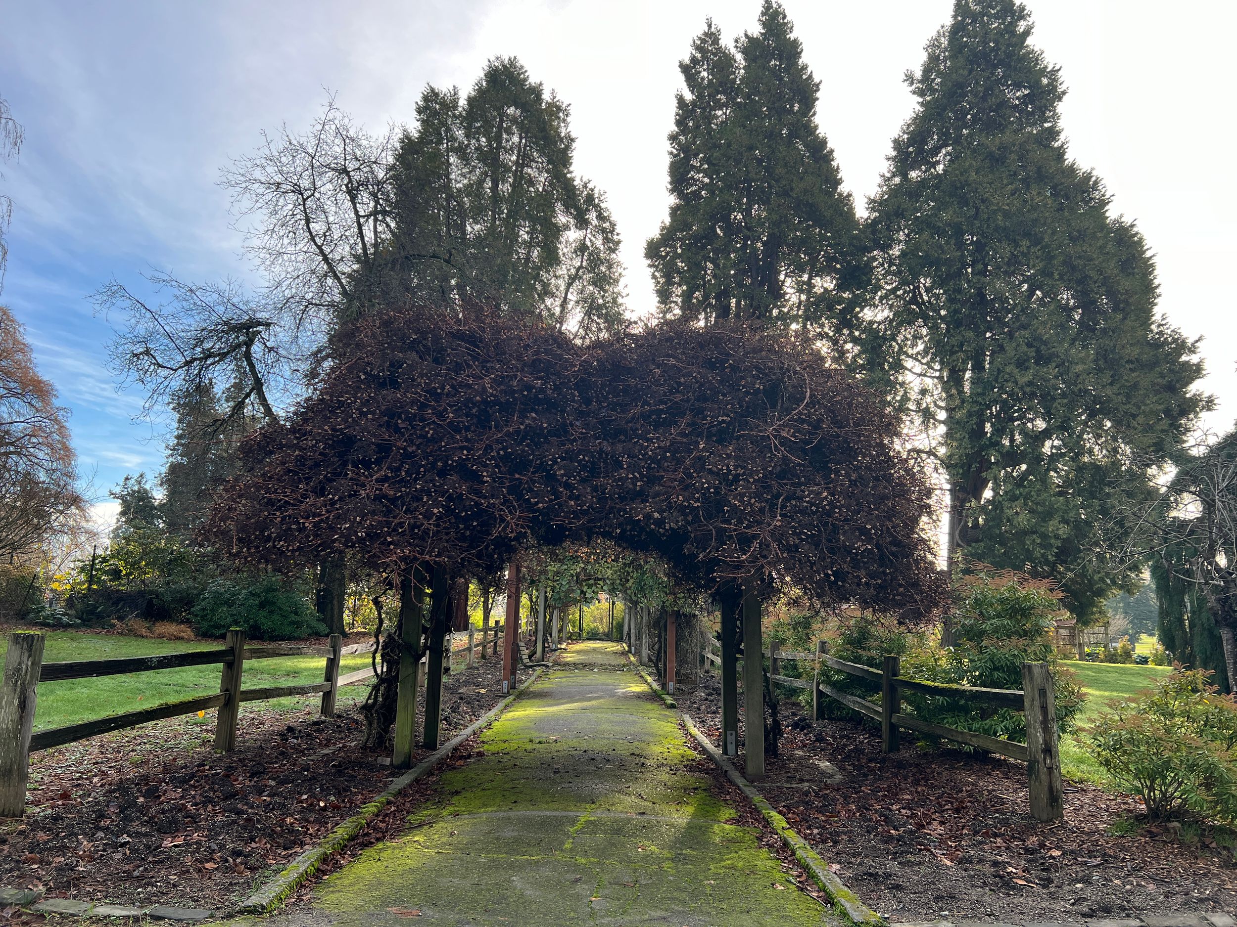 A garden archway covered in dark foliage creates a tunnel over a stone pathway on a sunny day.