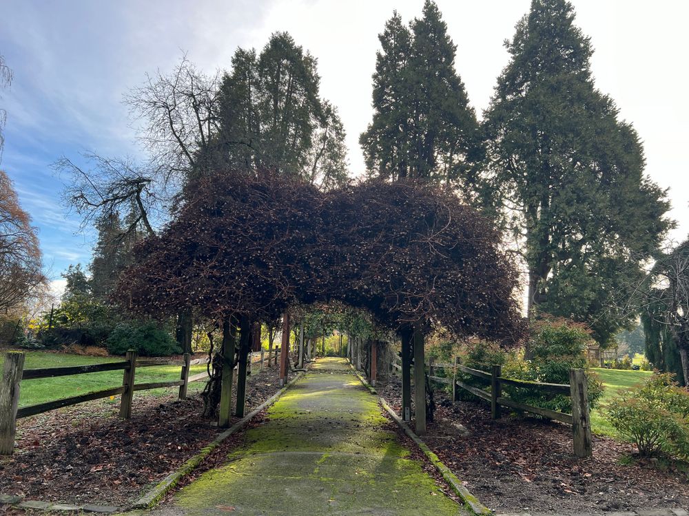 A garden archway covered in dark foliage creates a tunnel over a stone pathway on a sunny day.
