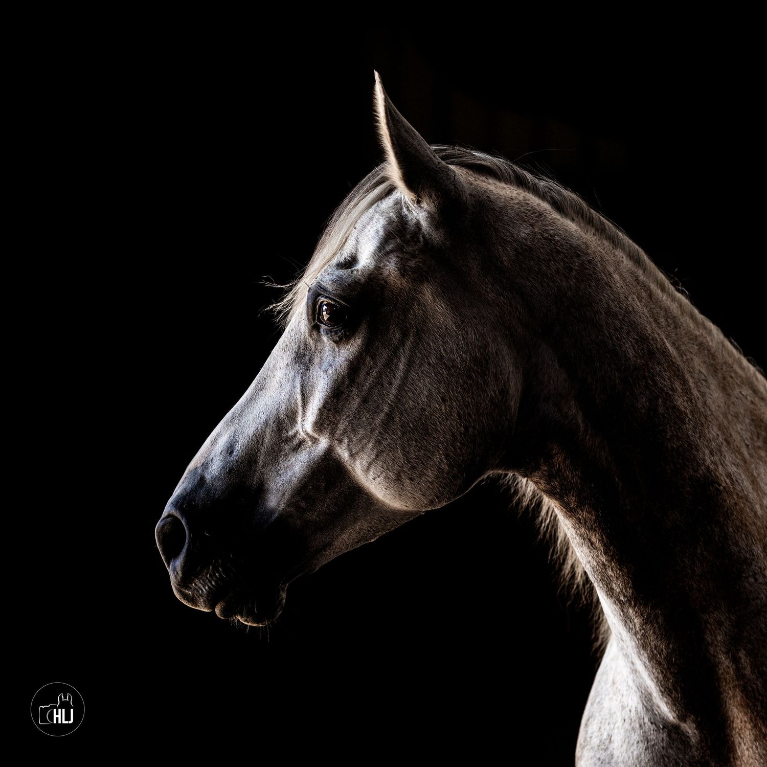 Dramatic side profile of a dark horse's head against black background.