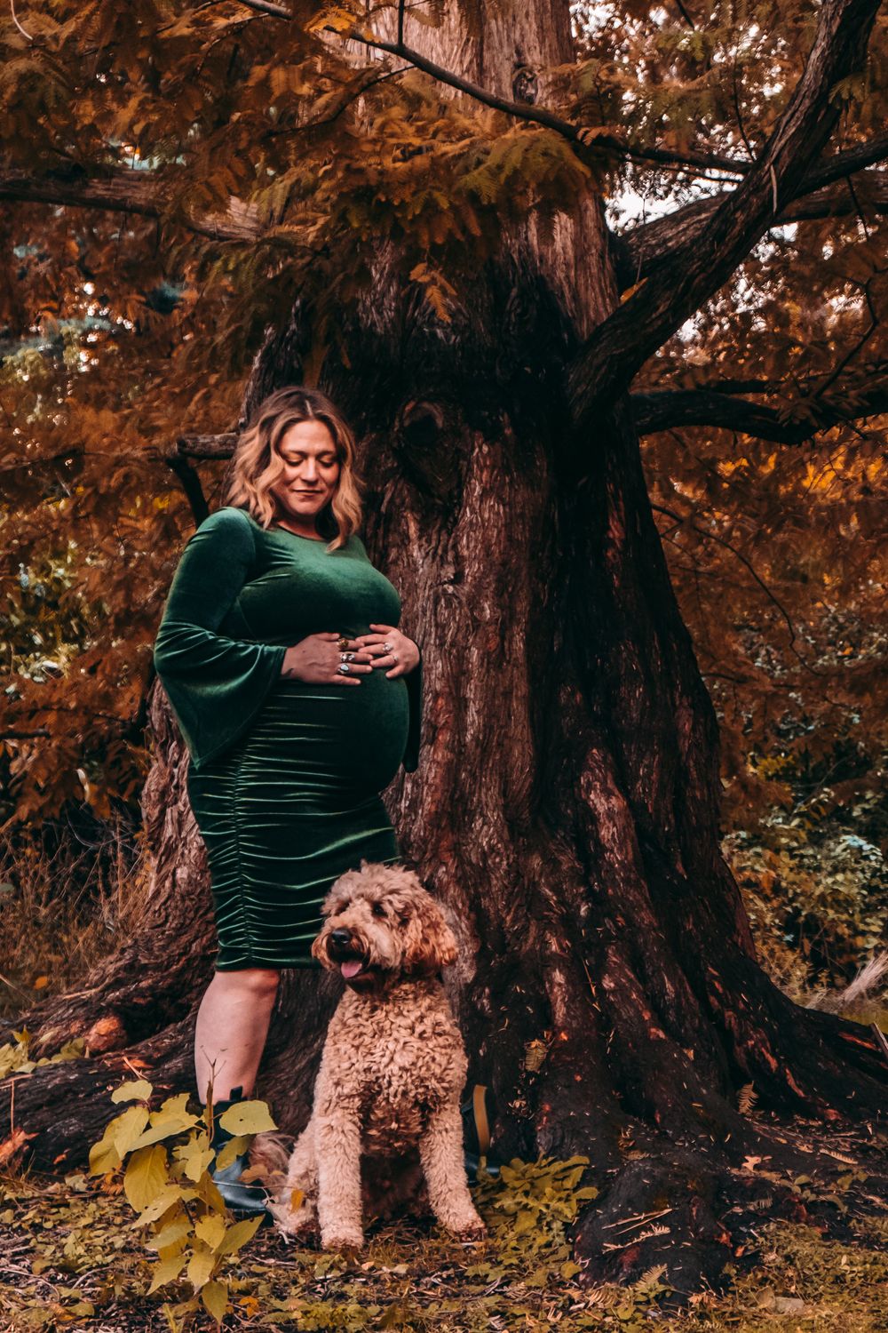 Fall maternity photo with goldendoodle dog beside ancient tree trunk.