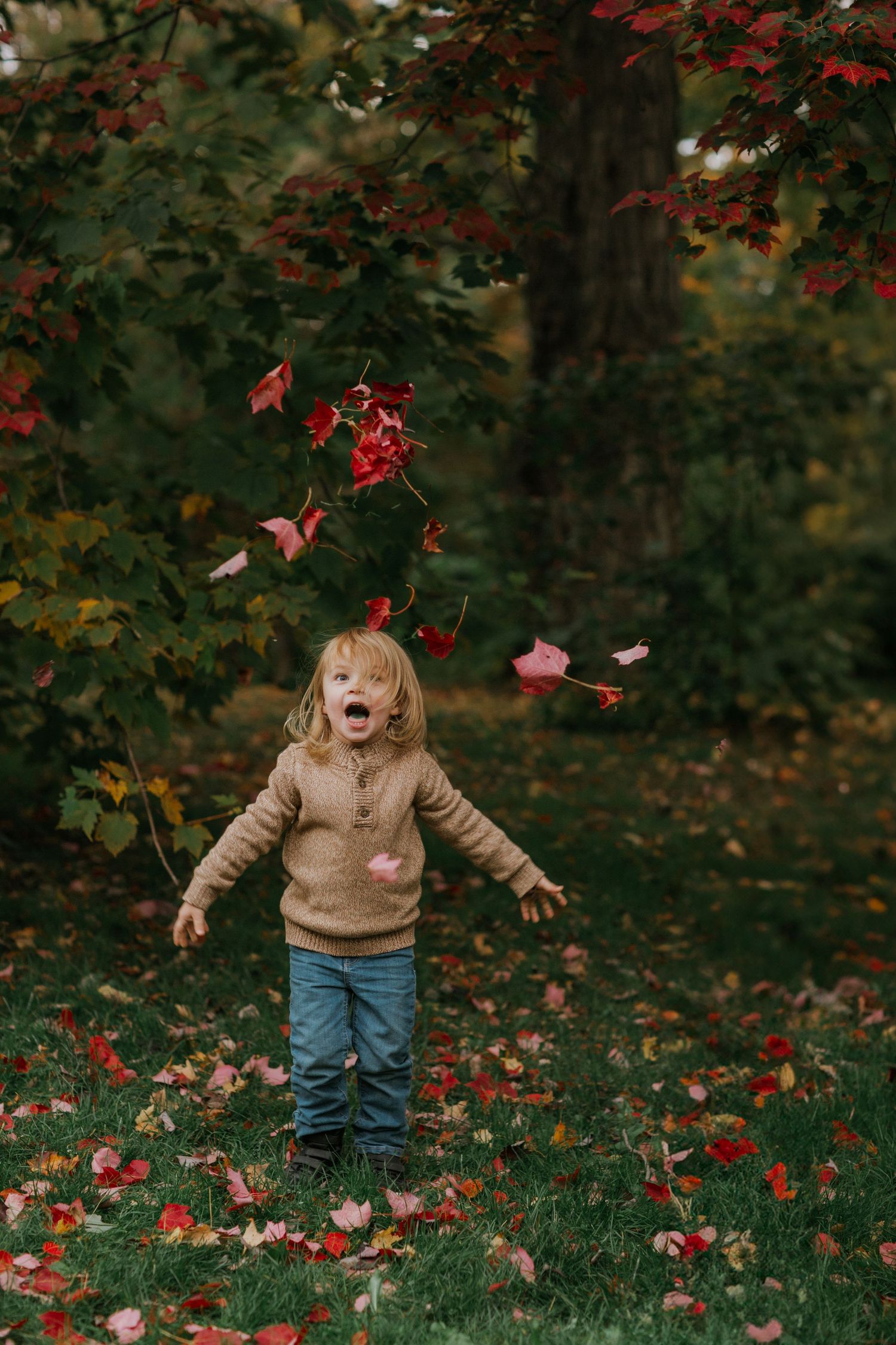 Child playing with falling red maple leaves in autumn garden.