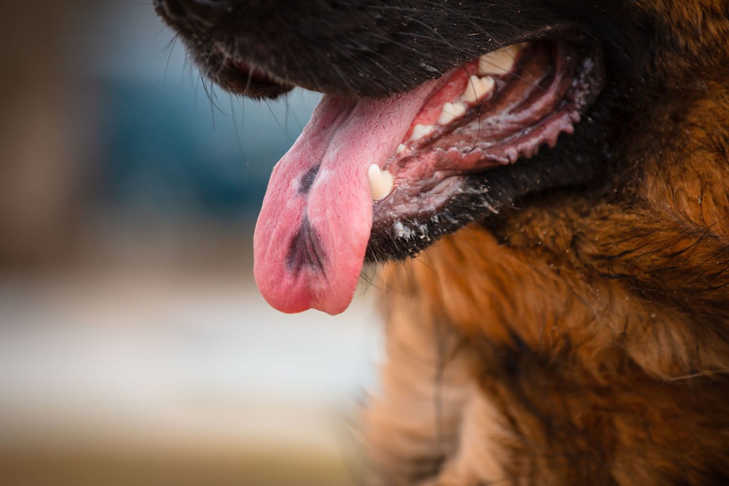A closeup image of a German Shepherds tongue. On the pink tongue is a black upside down heart