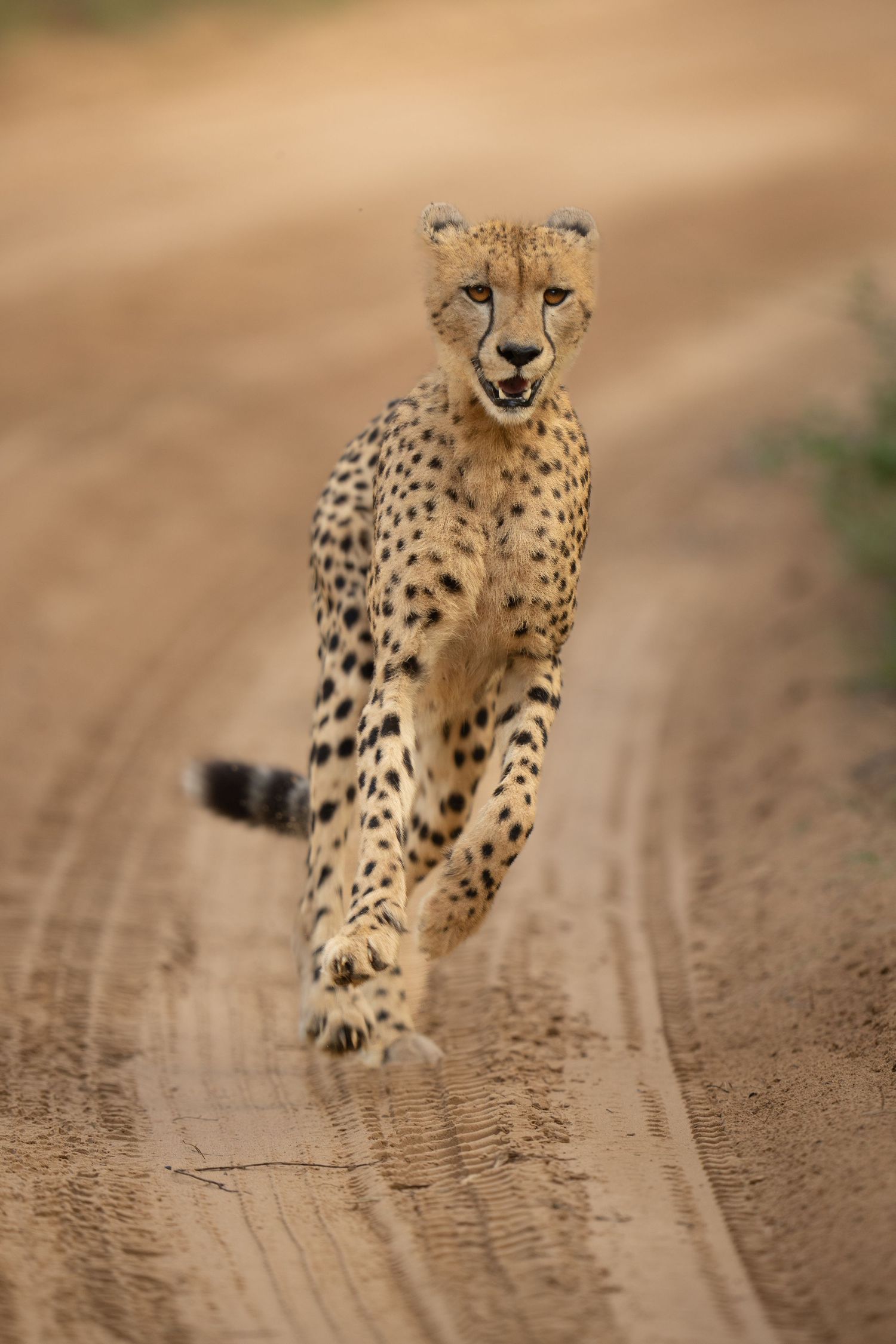 A cheetah walks along a dirt path, its spotted coat and distinctive features clearly visible against the blurred background.