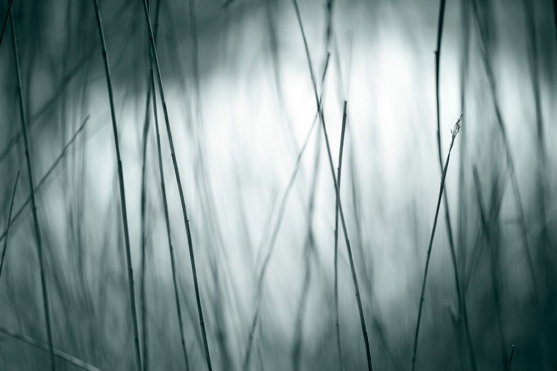 Atmospheric photo of reeds