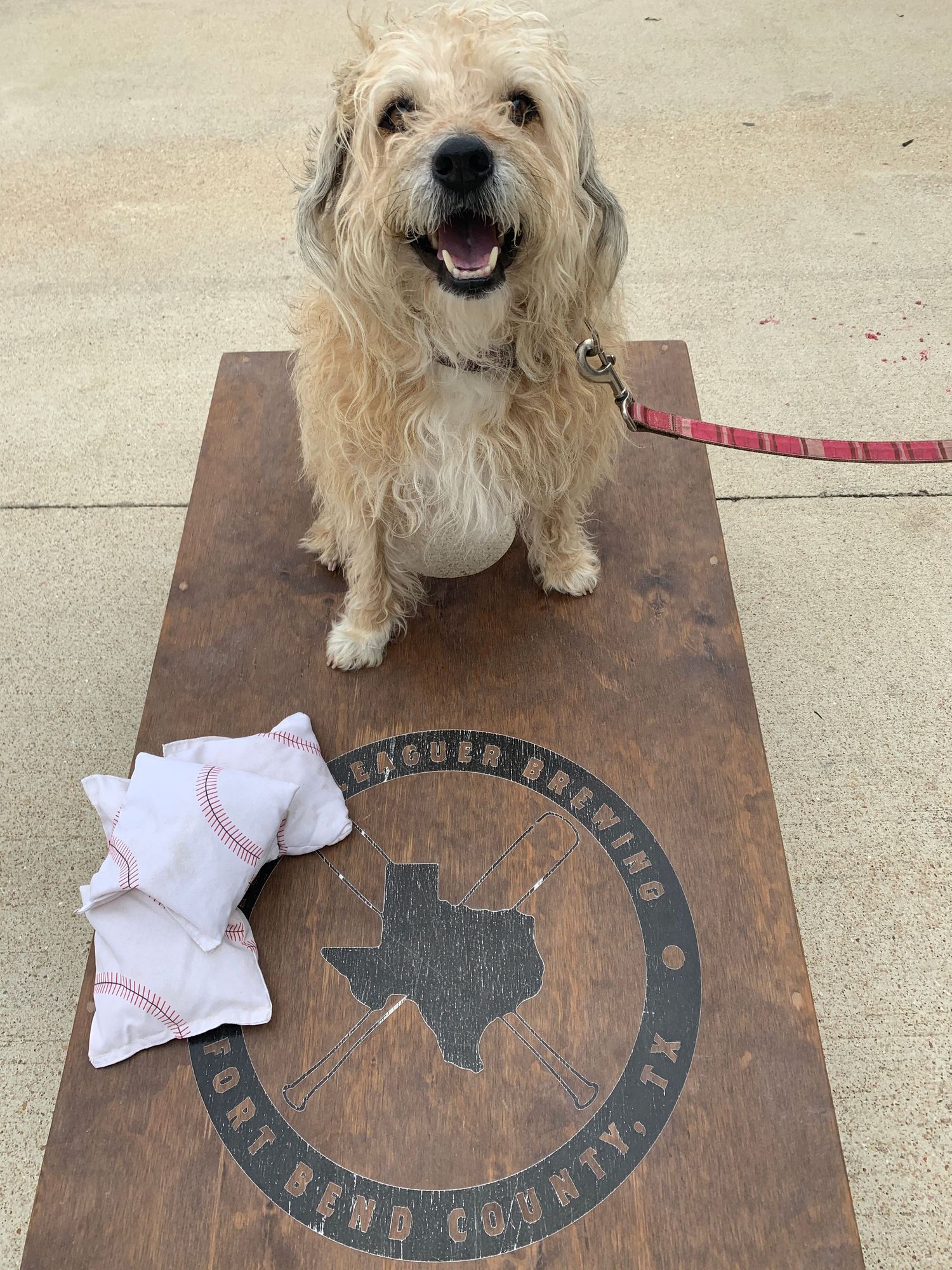 A shaggy cream-colored dog sits on a wooden board with a Texas state logo and baseball socks nearby.