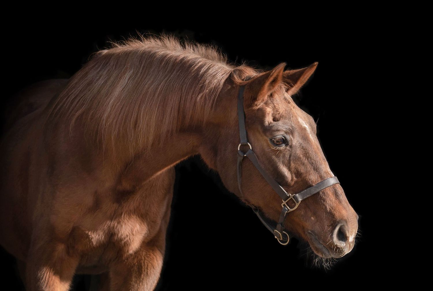 A chestnut horse with a dark halter poses against a black background in dramatic side profile lighting.