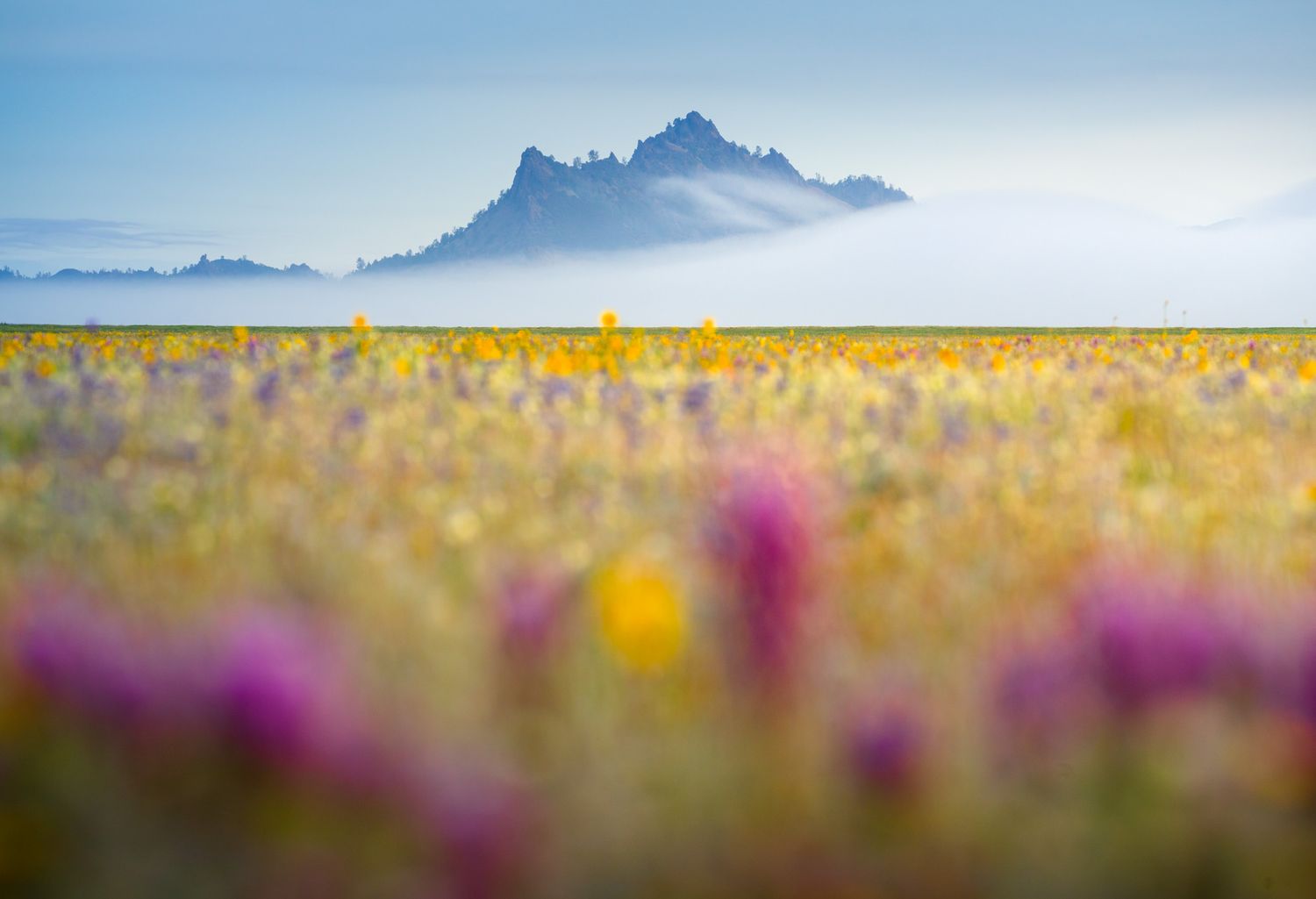 Majestic mountain peak rises behind a colorful wildflower meadow with yellow and purple blooms in soft focus.