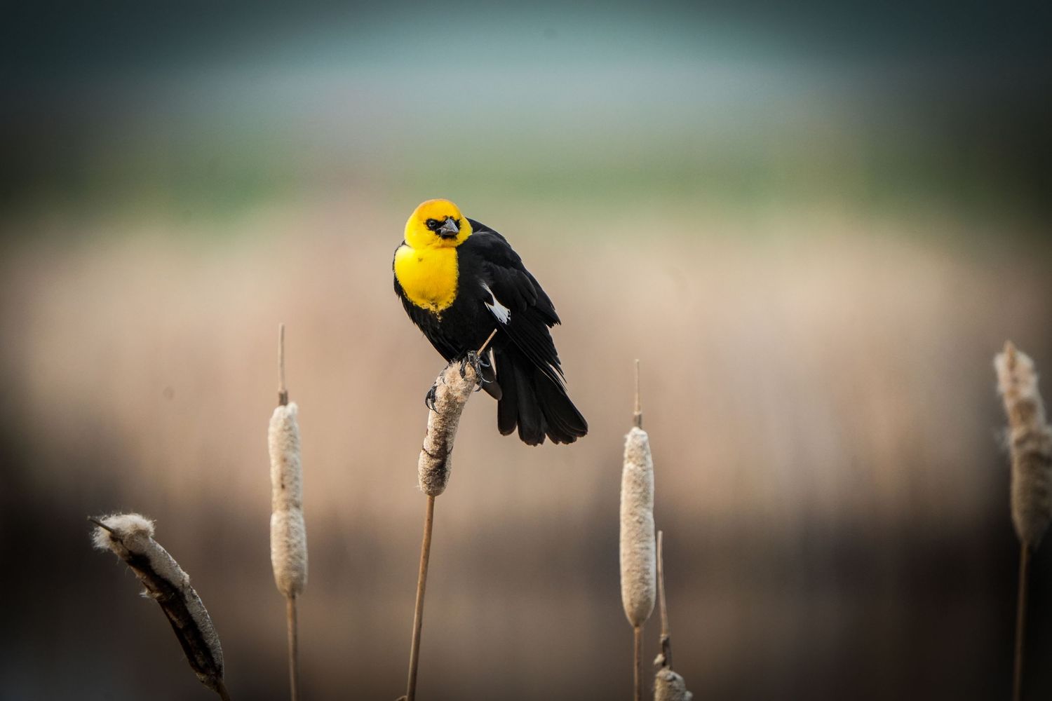 Yellow-headed blackbird perched on a cattail against a soft blurred background.