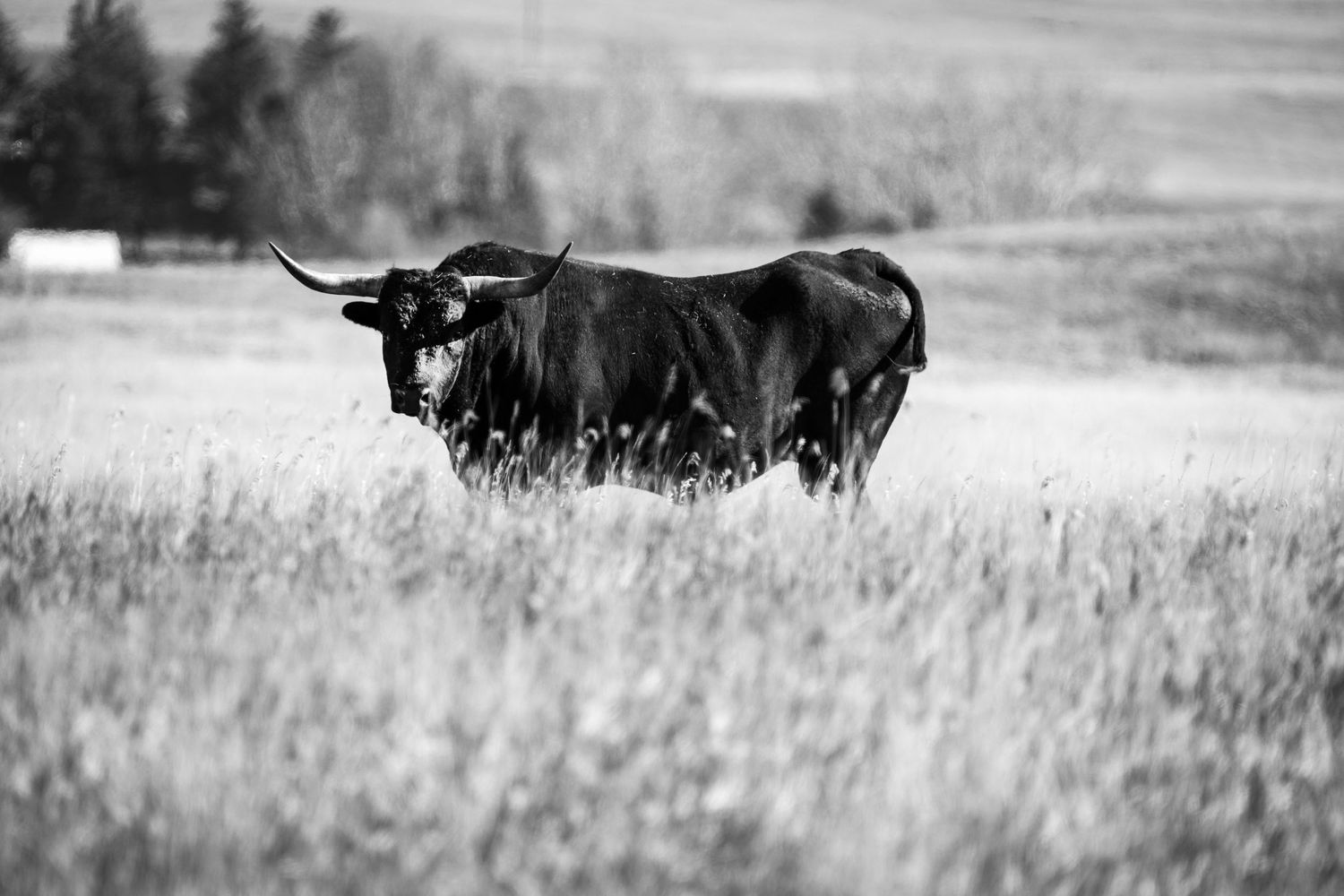 Black and white photograph of a longhorn bull standing in a grassy meadow.