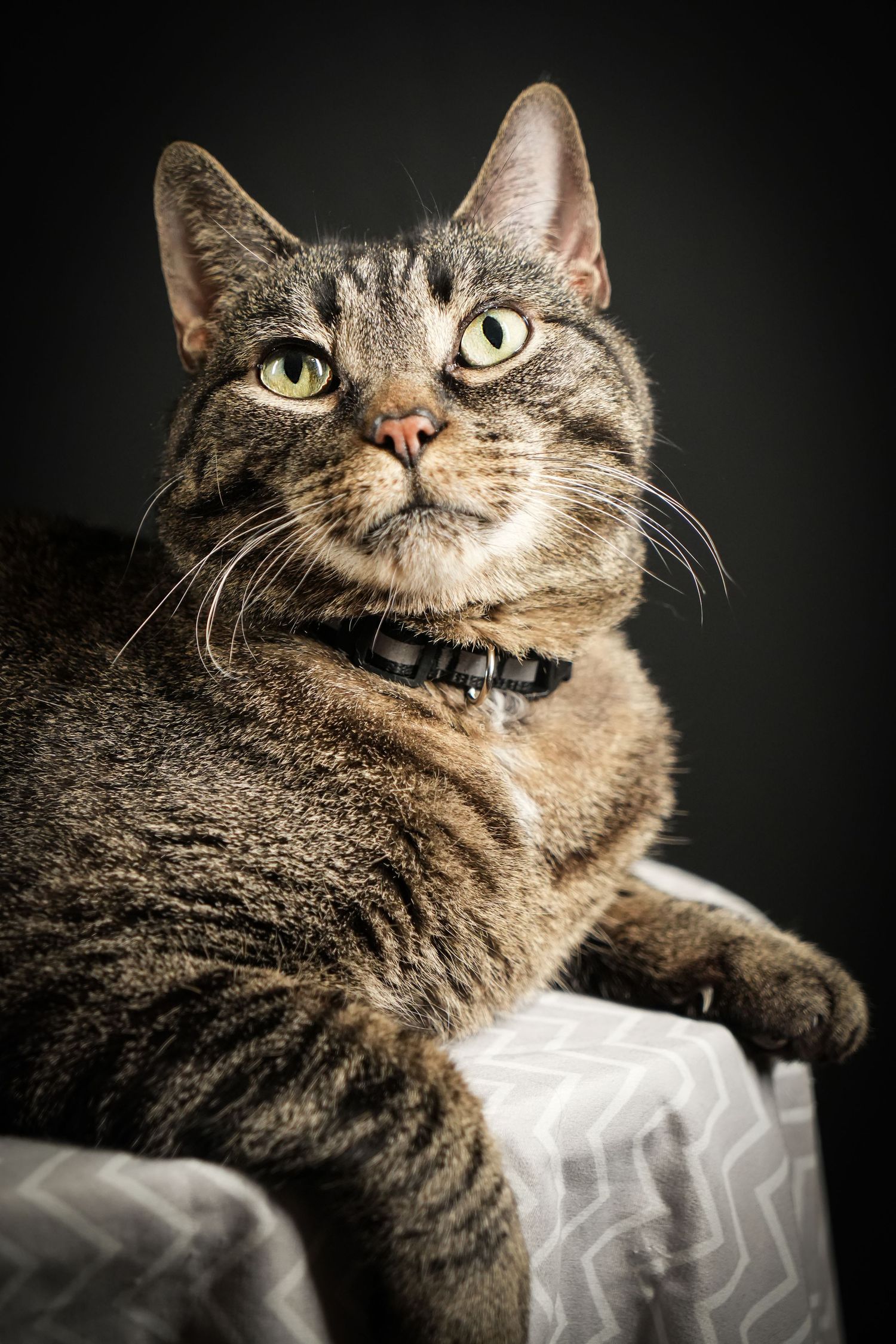 Close-up of a tabby cat with bright eyes and collar sitting regally on white fabric.