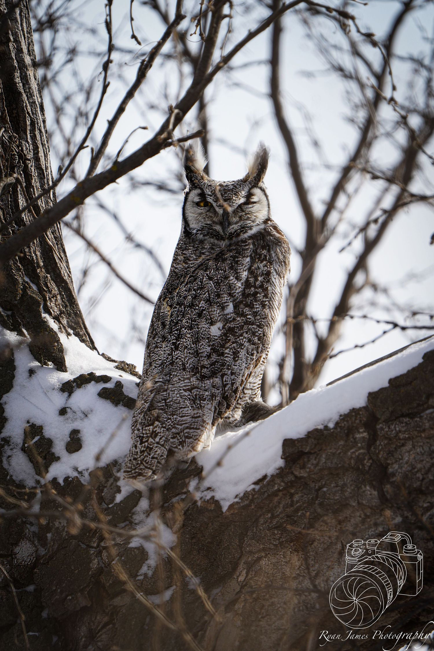 Great horned owl perched on a snowy branch during winter.