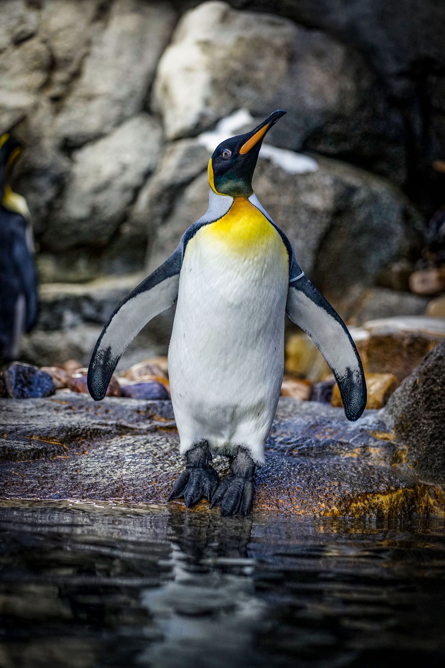 King penguin standing in shallow water against rocky background.