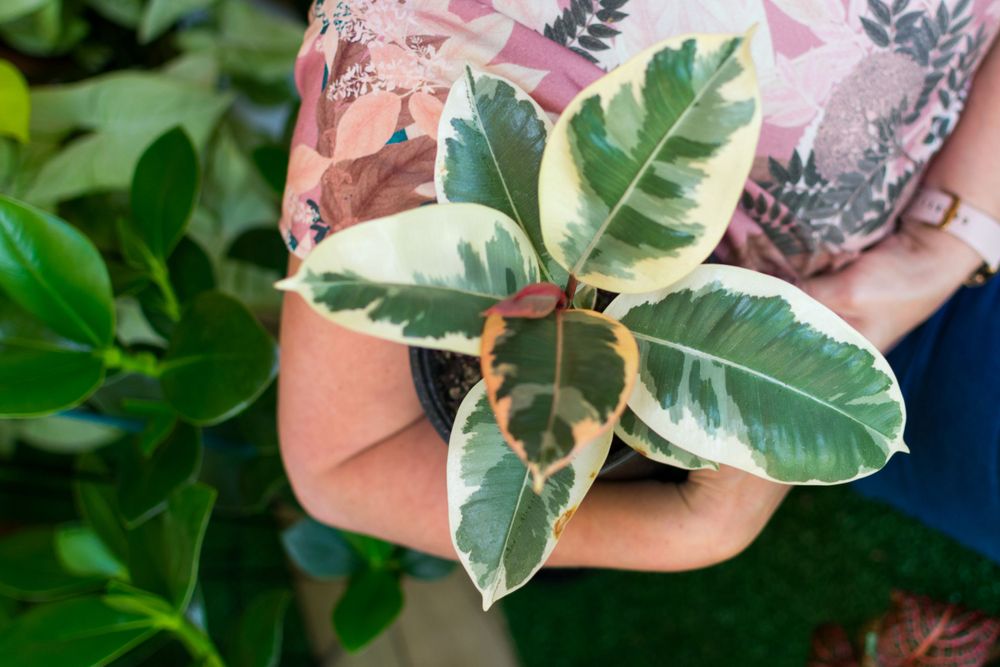 Variegated plants leaves in pot cradled by business owner Chontelle. Taken for The Lily Pot brand photos.