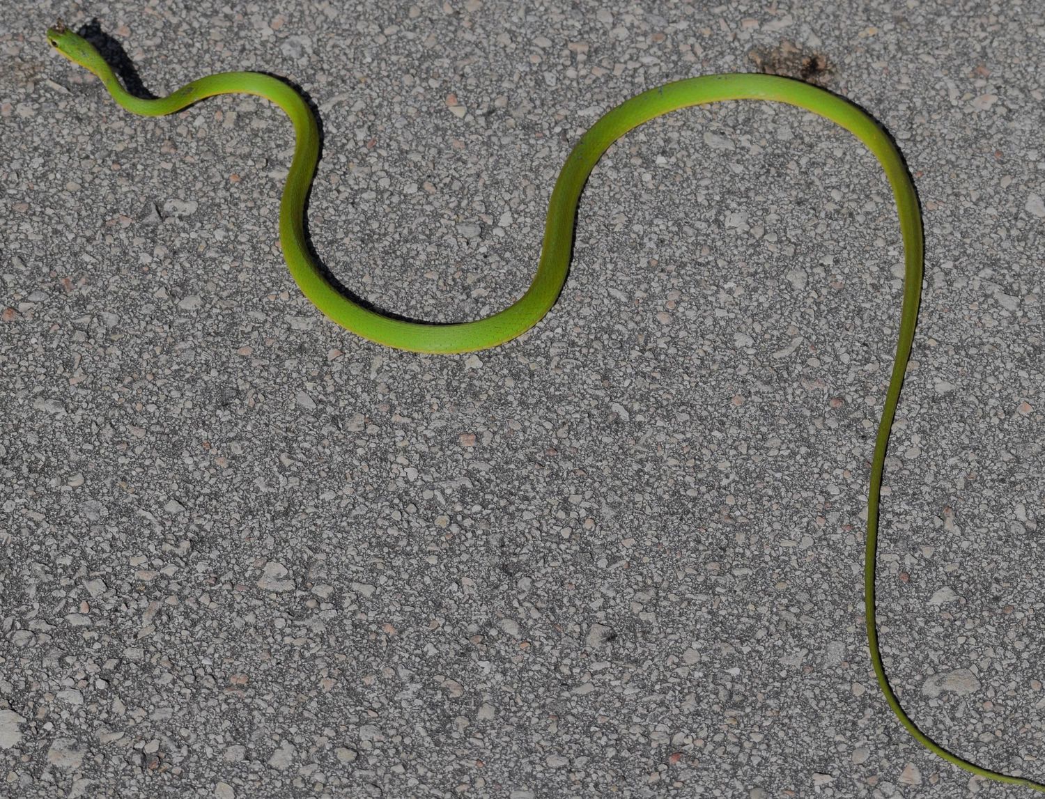 Gone herping