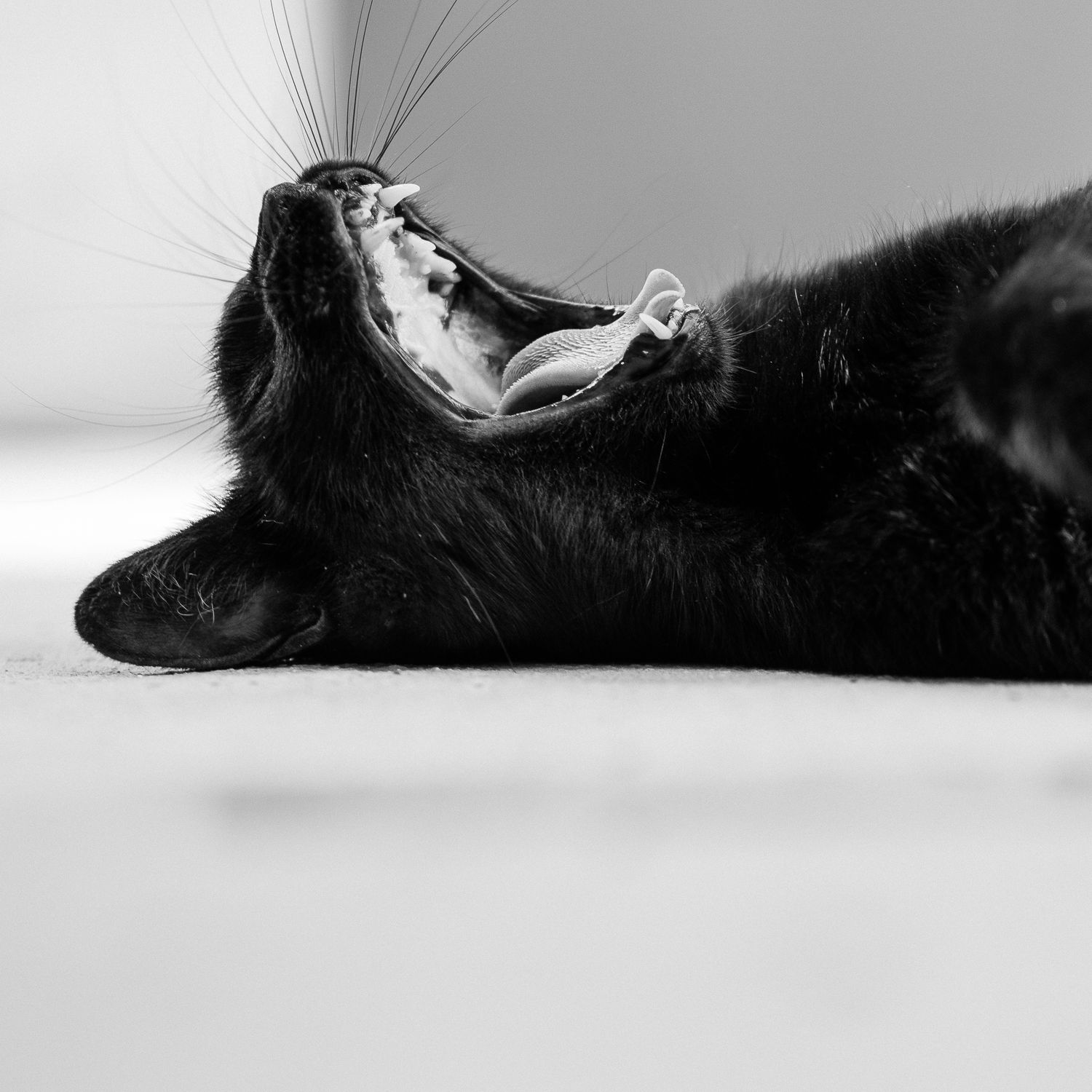 fotografia blanco negro gato boca abierta kitty pussy cat