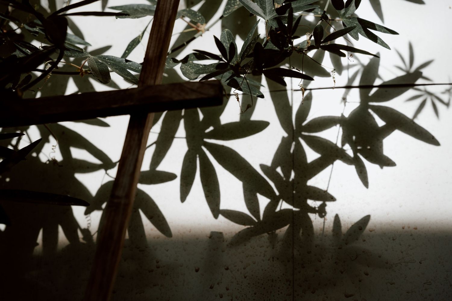 Dark silhouettes of tropical leaves against a bright background.