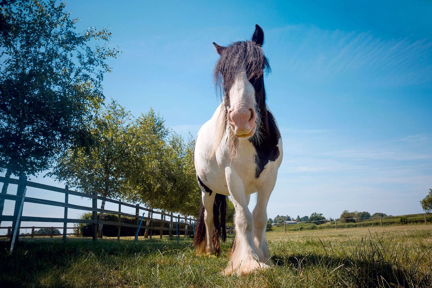 A majestic white and black Clydesdale horse stands in a pasture with wooden fencing and blue sky in the background.