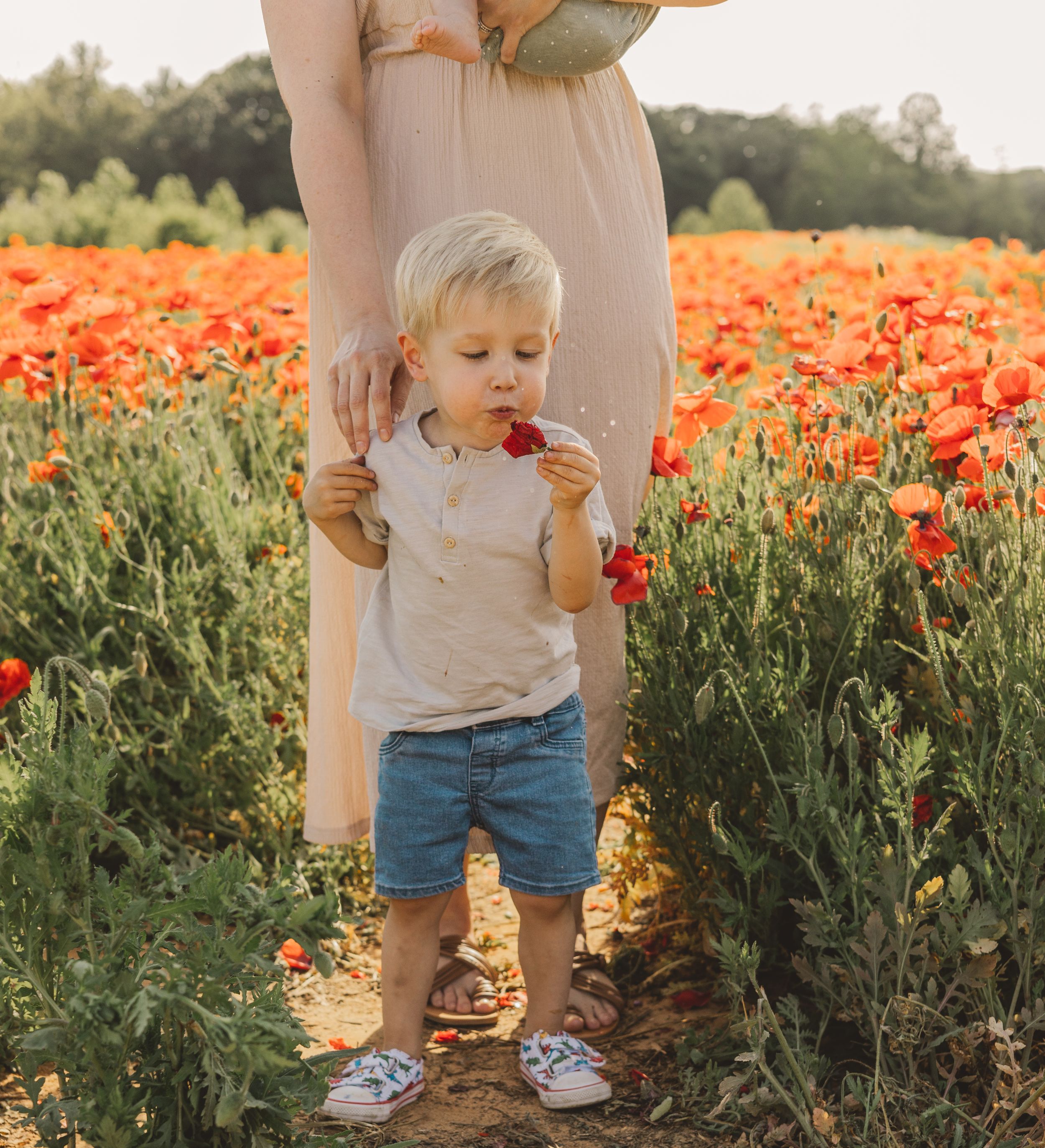 Curious blonde toddler boy smelling a red poppy flower in a beautiful summer flower field.