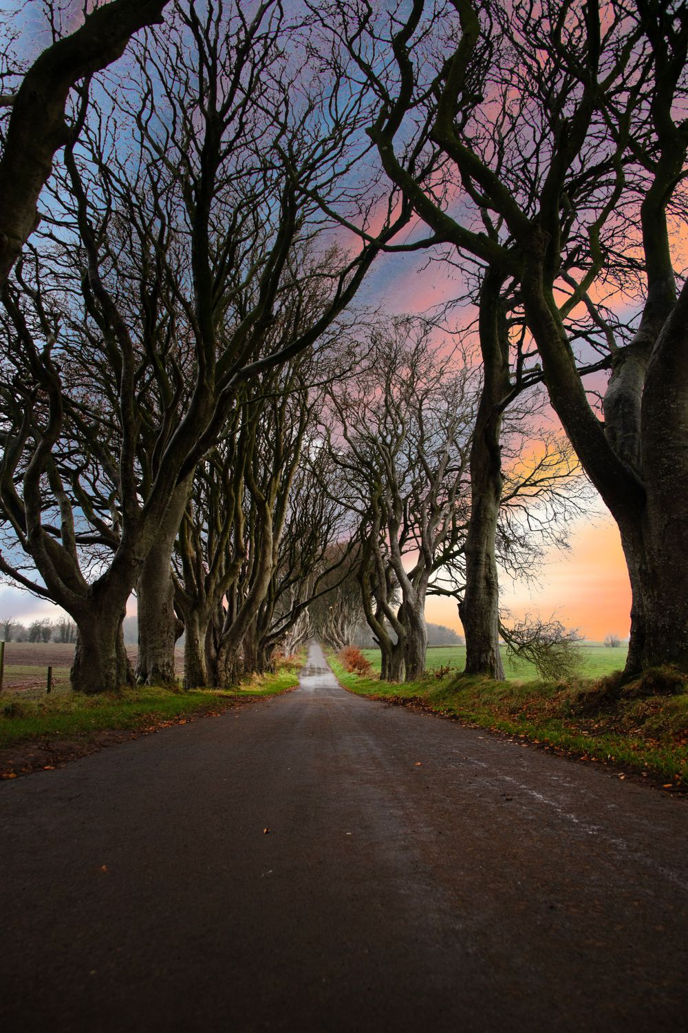 Dark Hedges NI