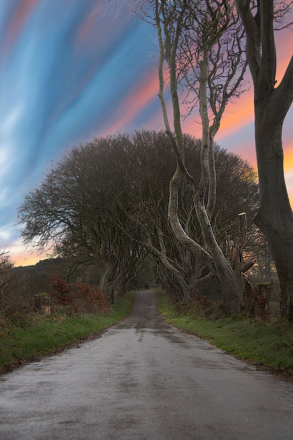 Dark Hedges NI