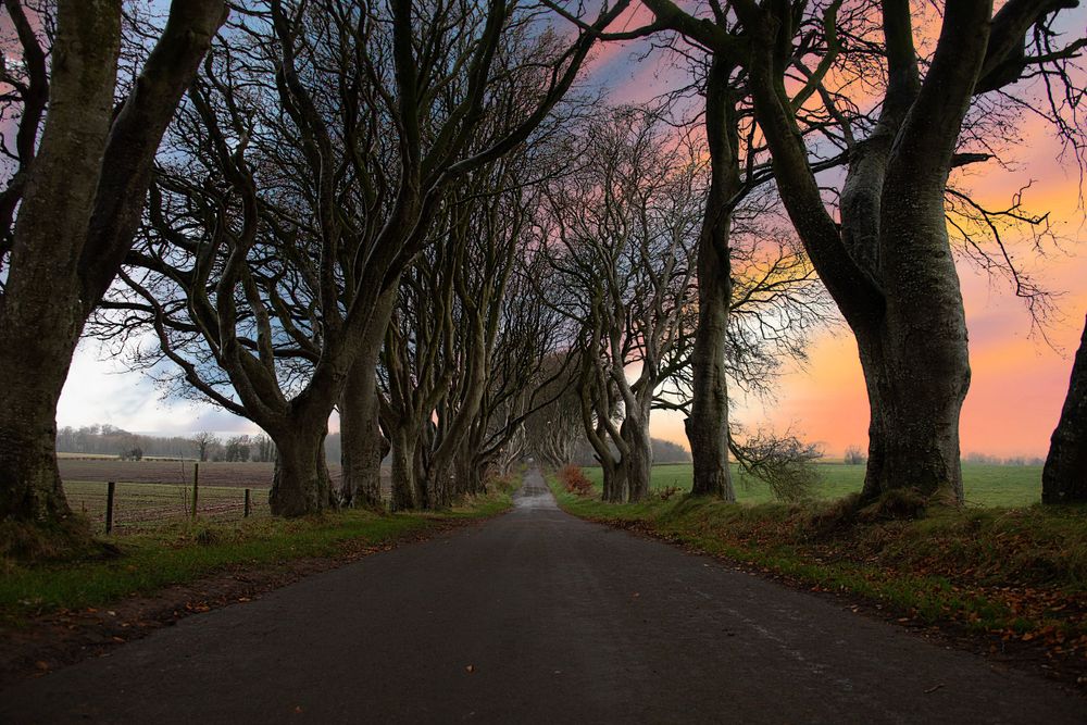 Dark Hedges NI
