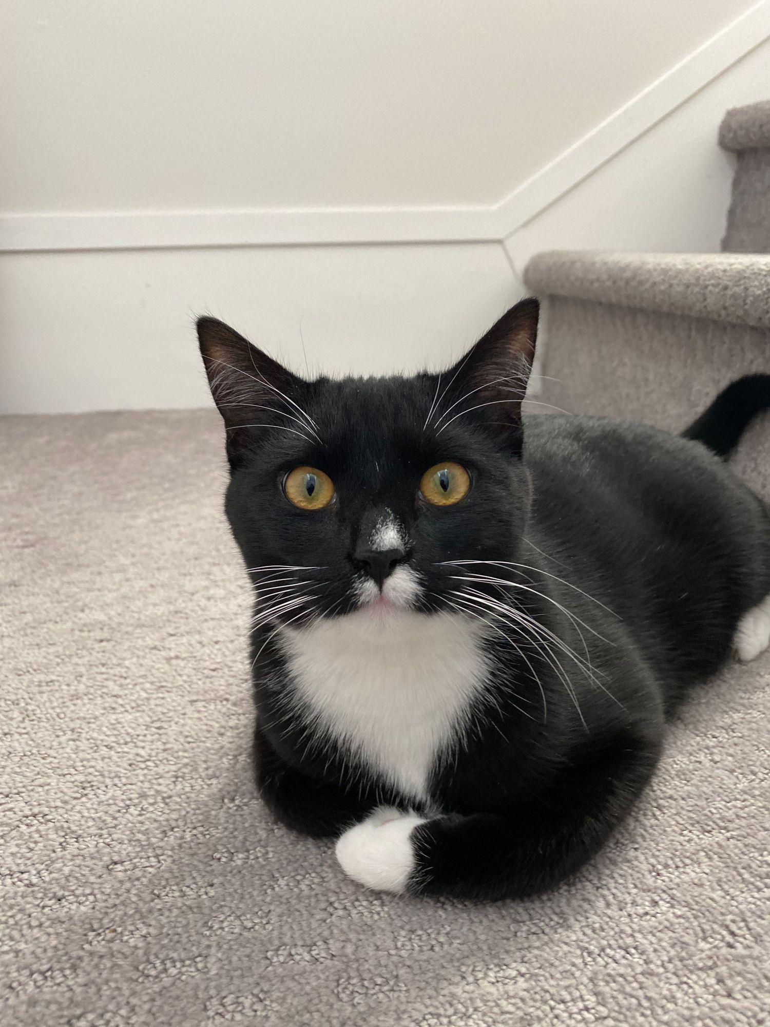 Dot, a silly black cat with a white neck, belly, and tips of his feet. Dot has a white dot on his nose.