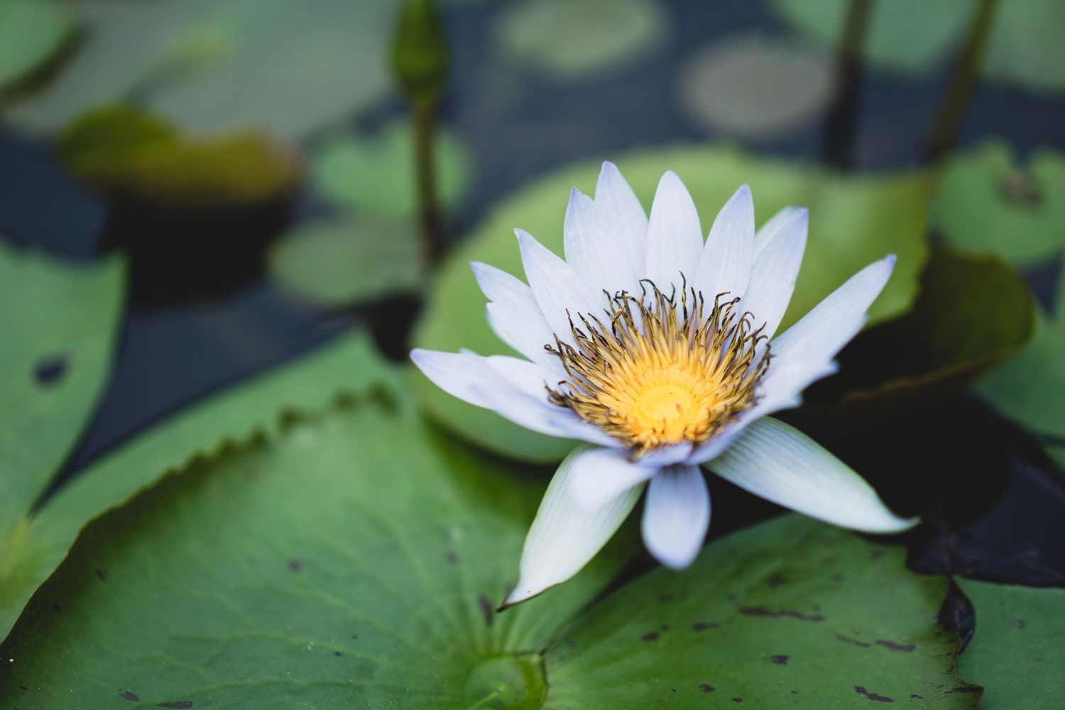 fine art profesional photography flowers playa del carmen
