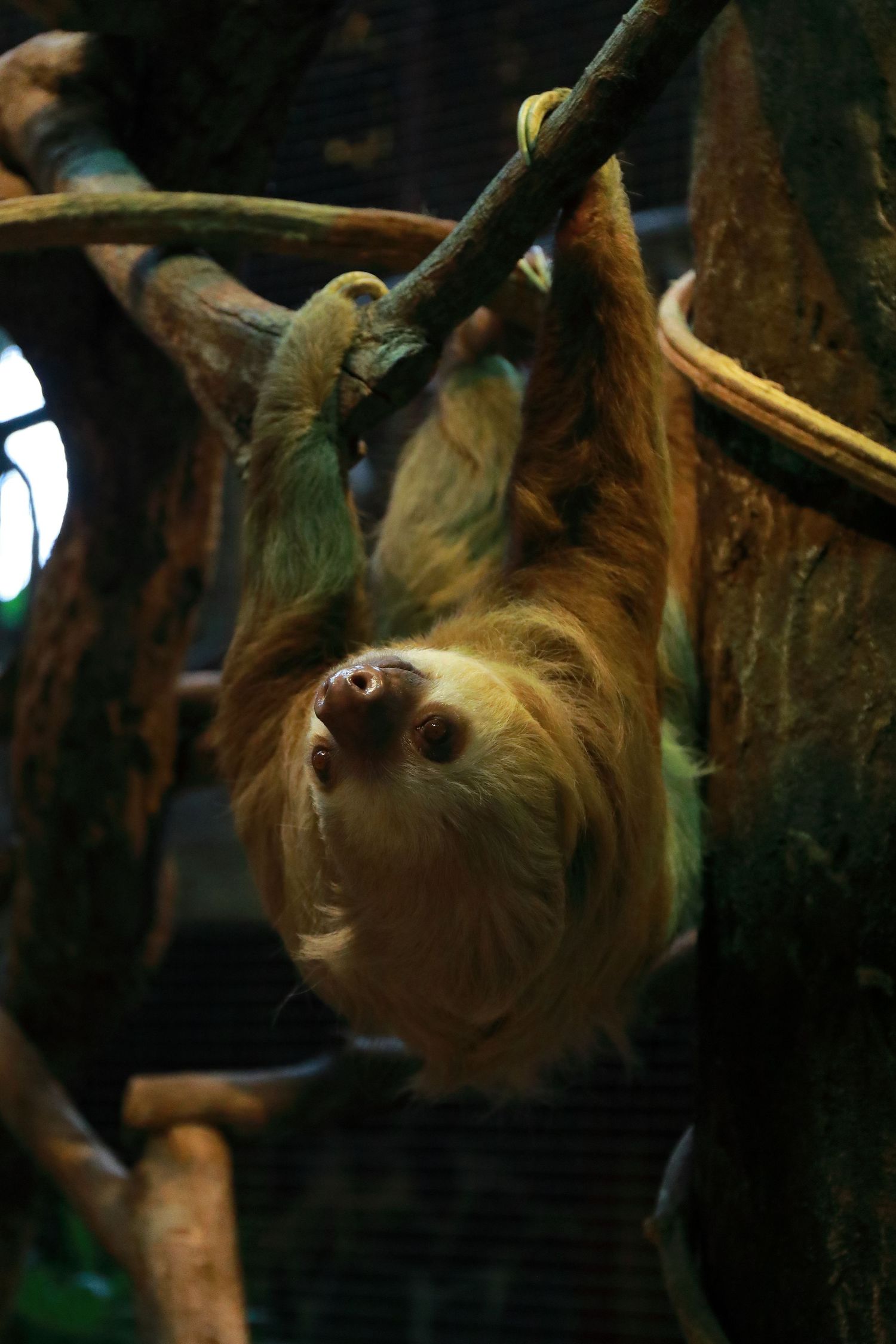 Three-toed sloth hanging upside down from tree branch in dark environment.
