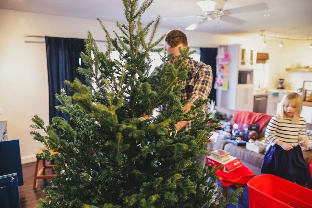 Large Christmas tree being set up in a spacious living room with white walls.